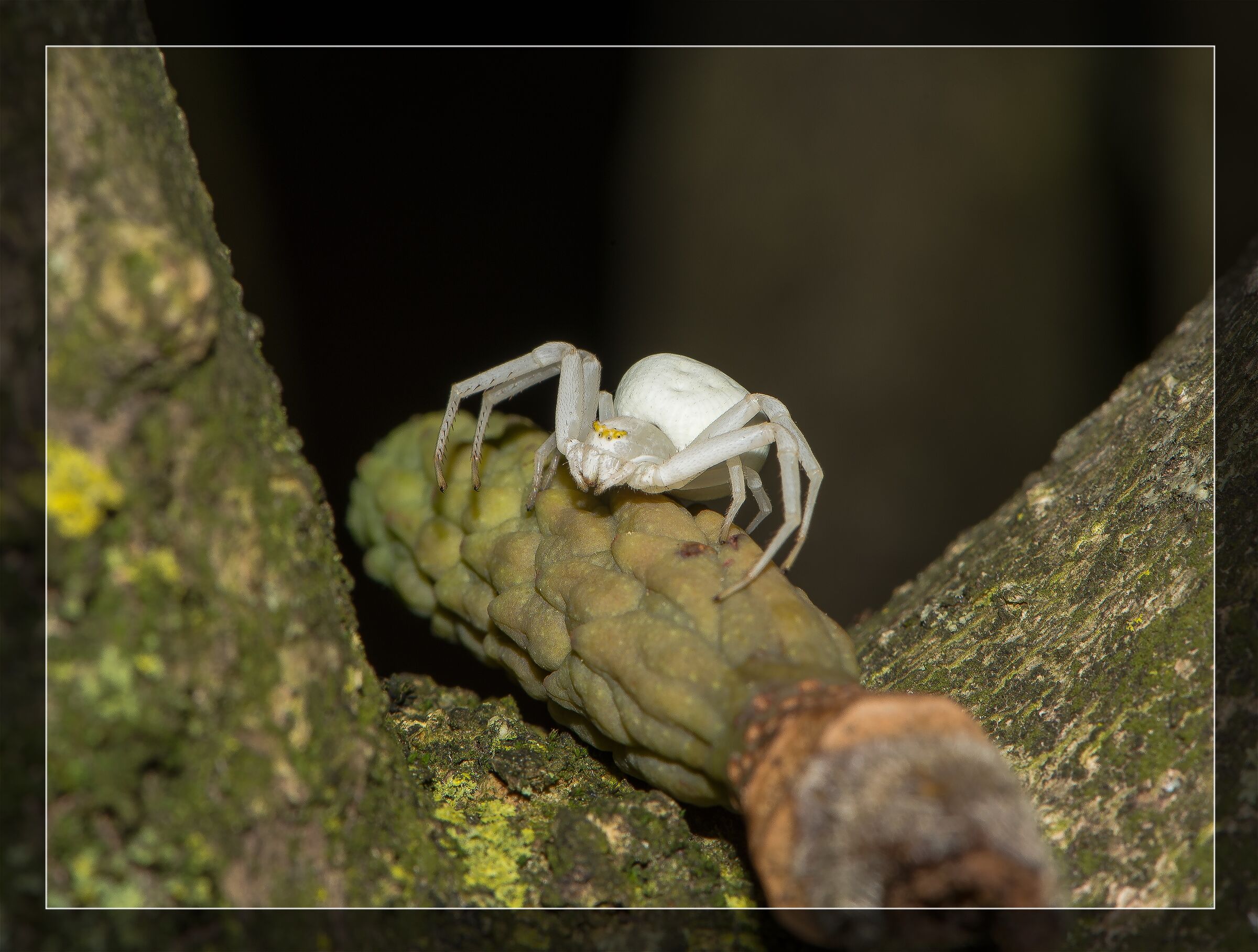 White Spider