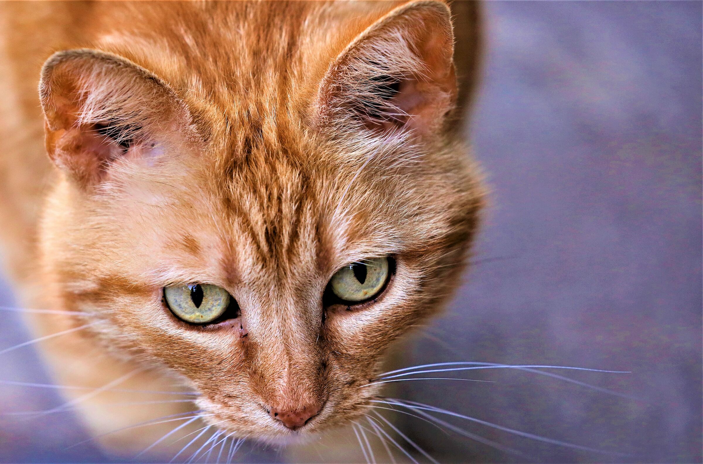 La preghiera della sera