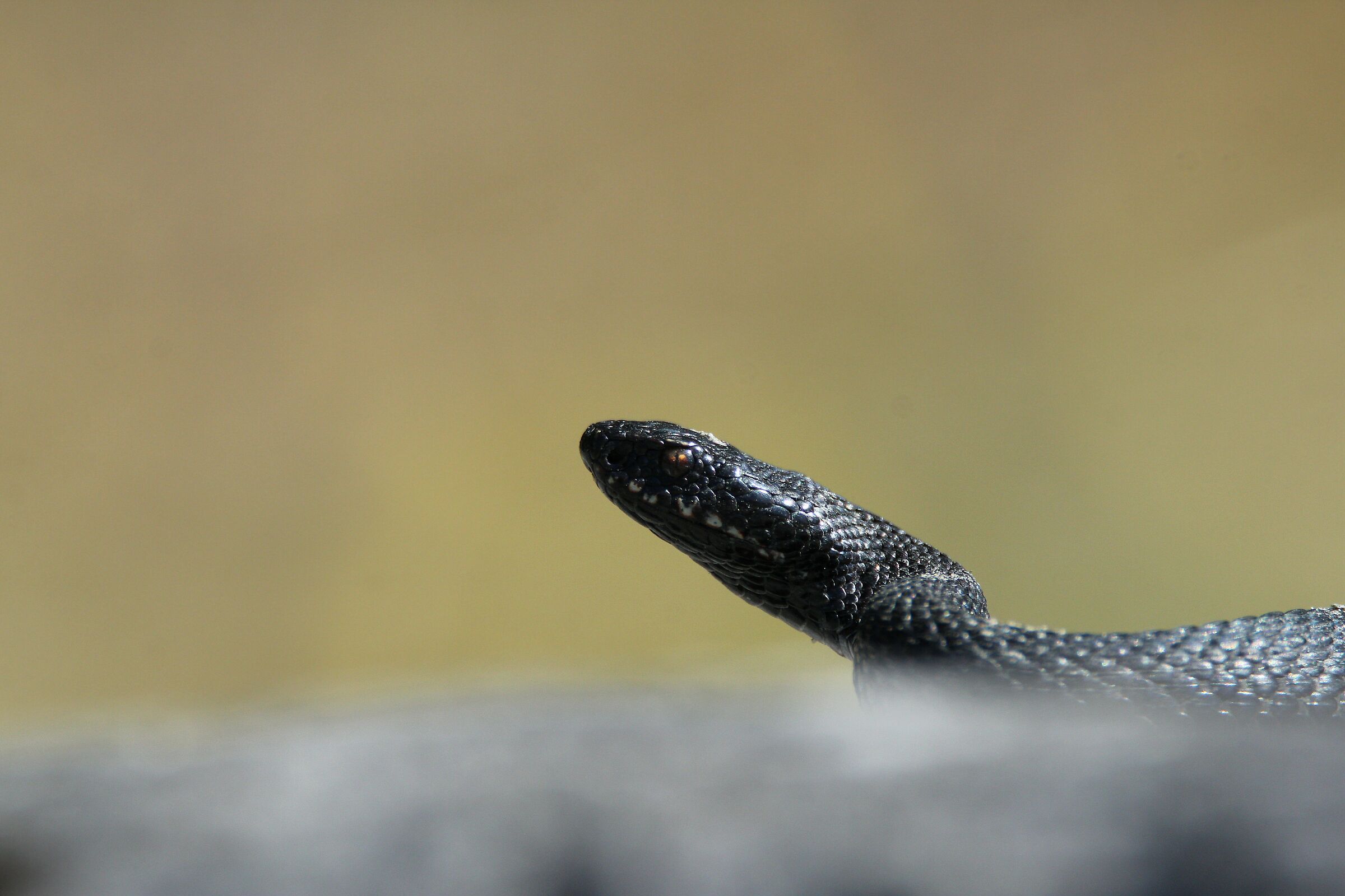 testa di marasso melanico