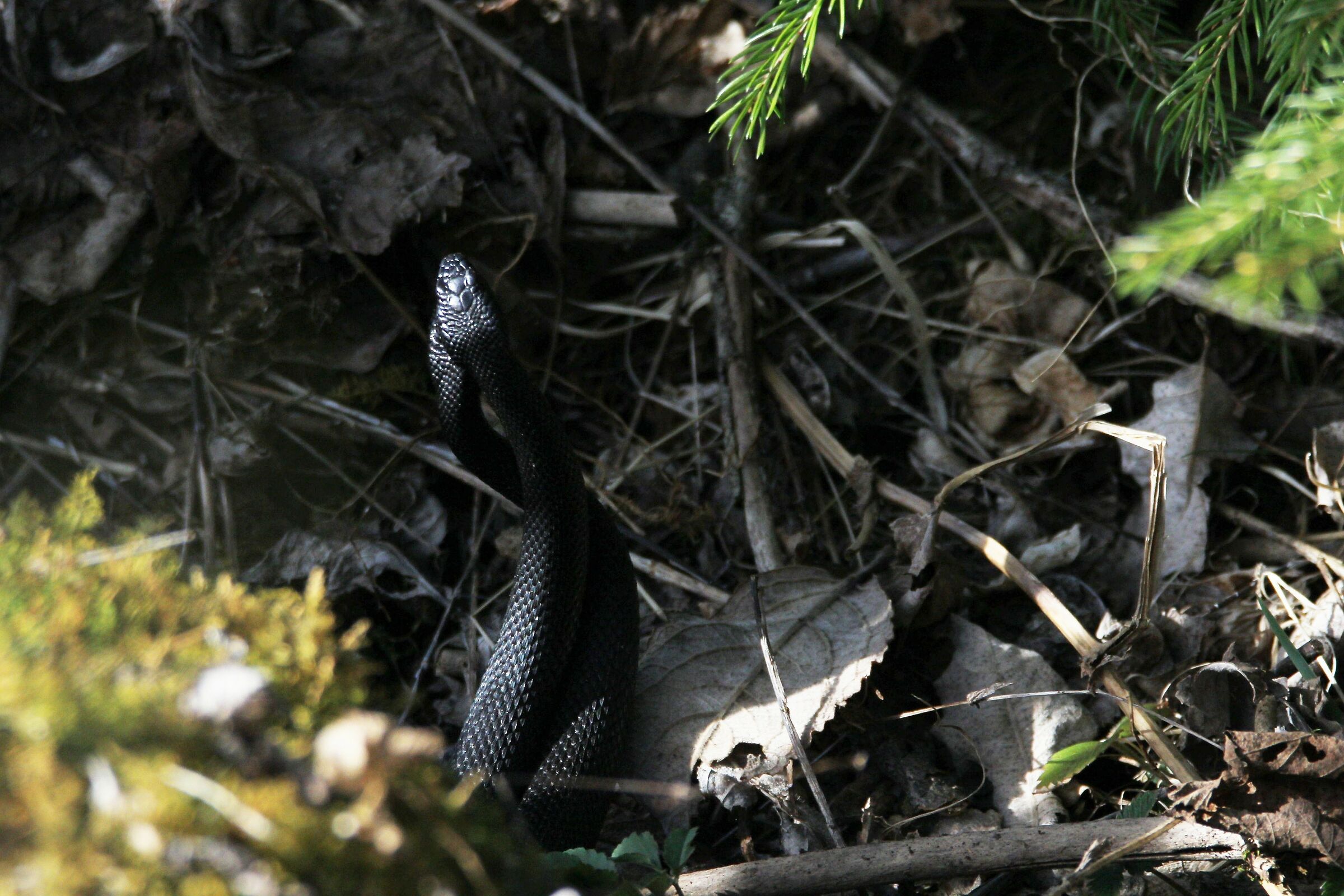 tango del marasso innamorato