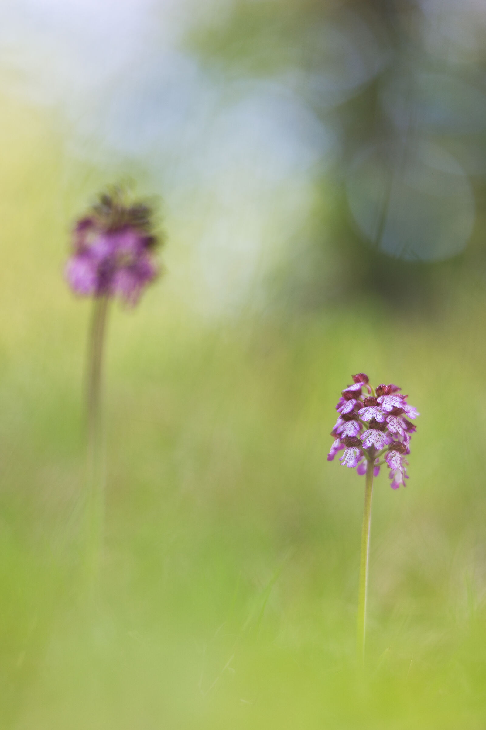 Orchis purpurea