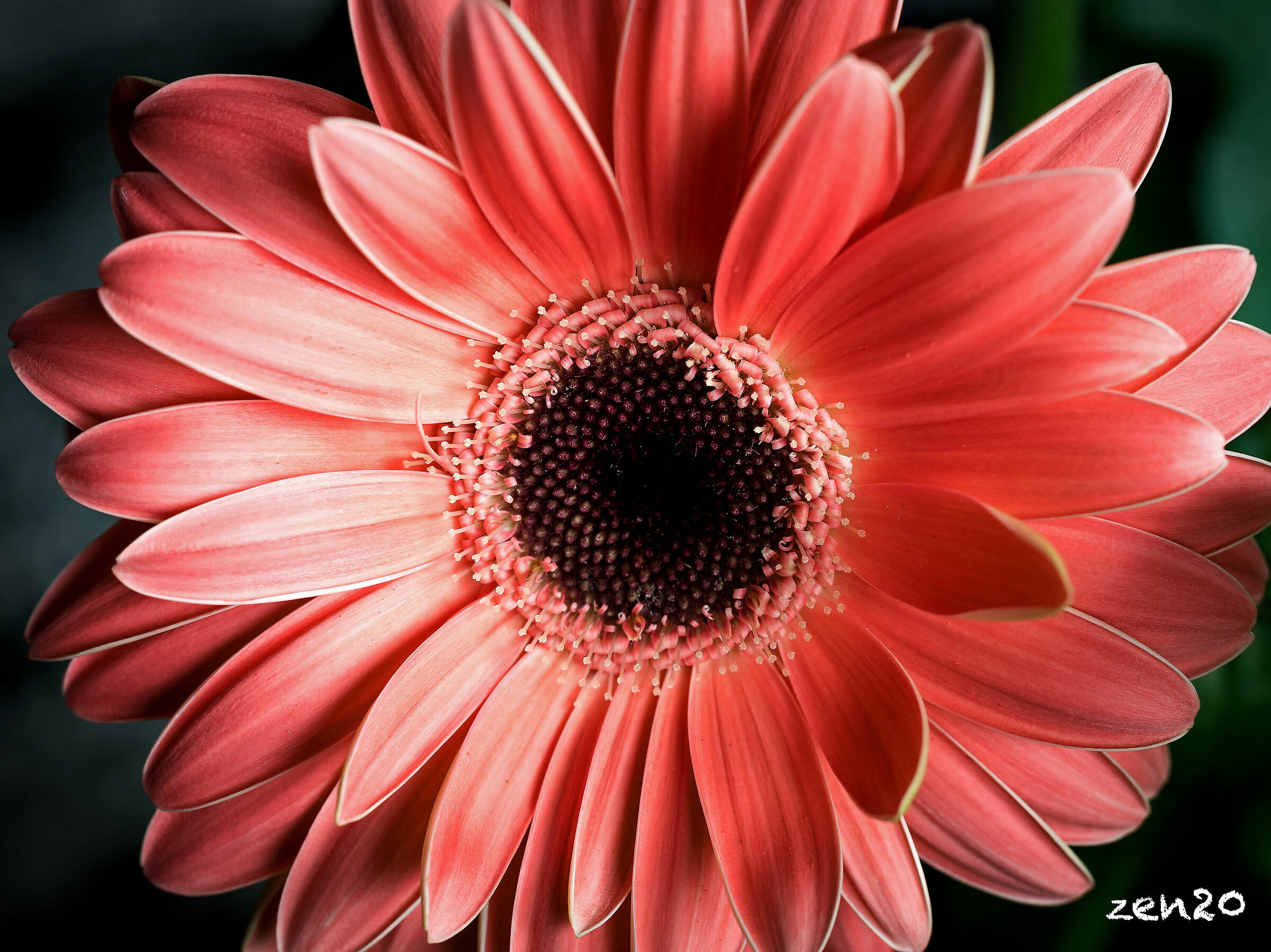 Gerbera