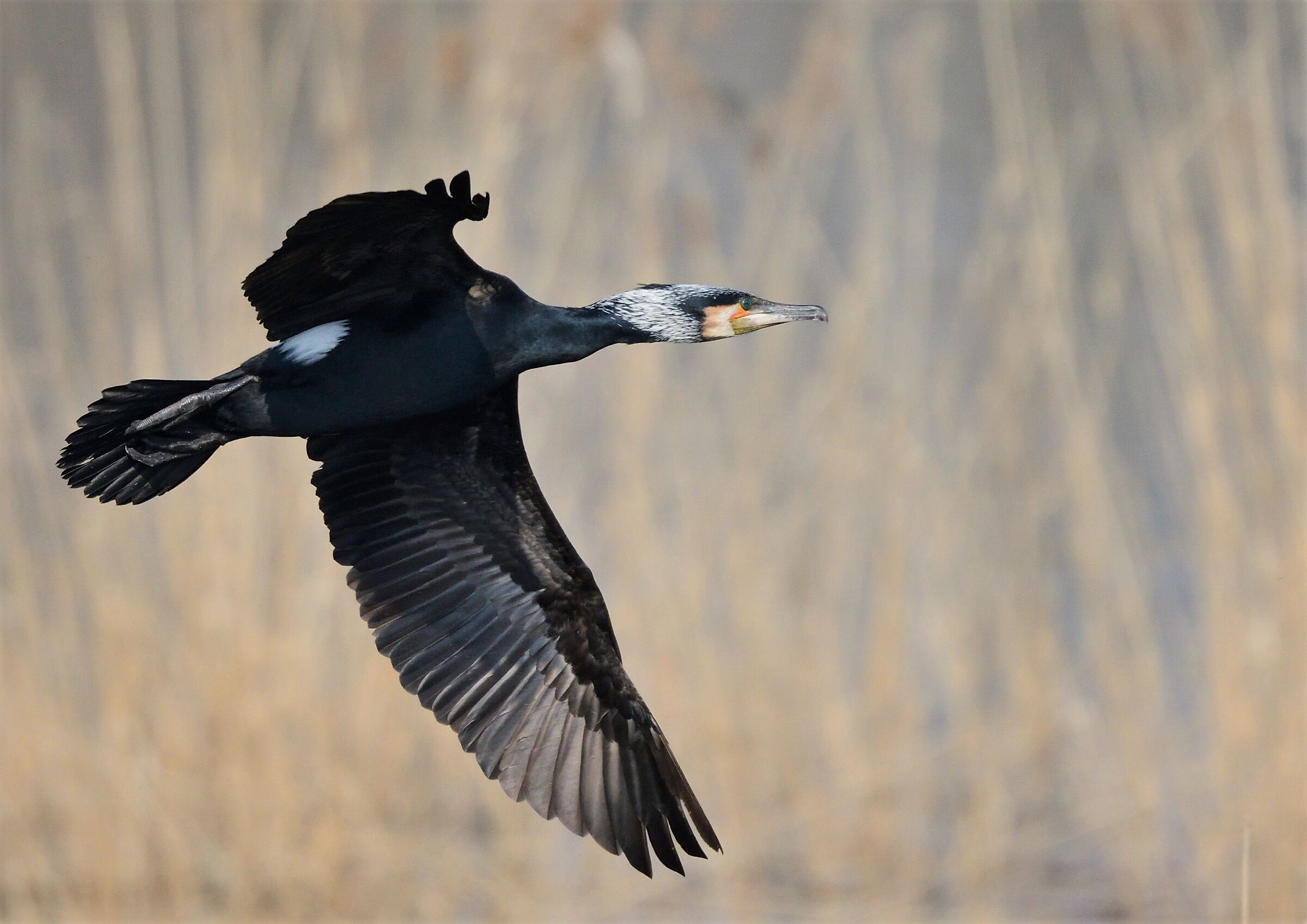 cormorano