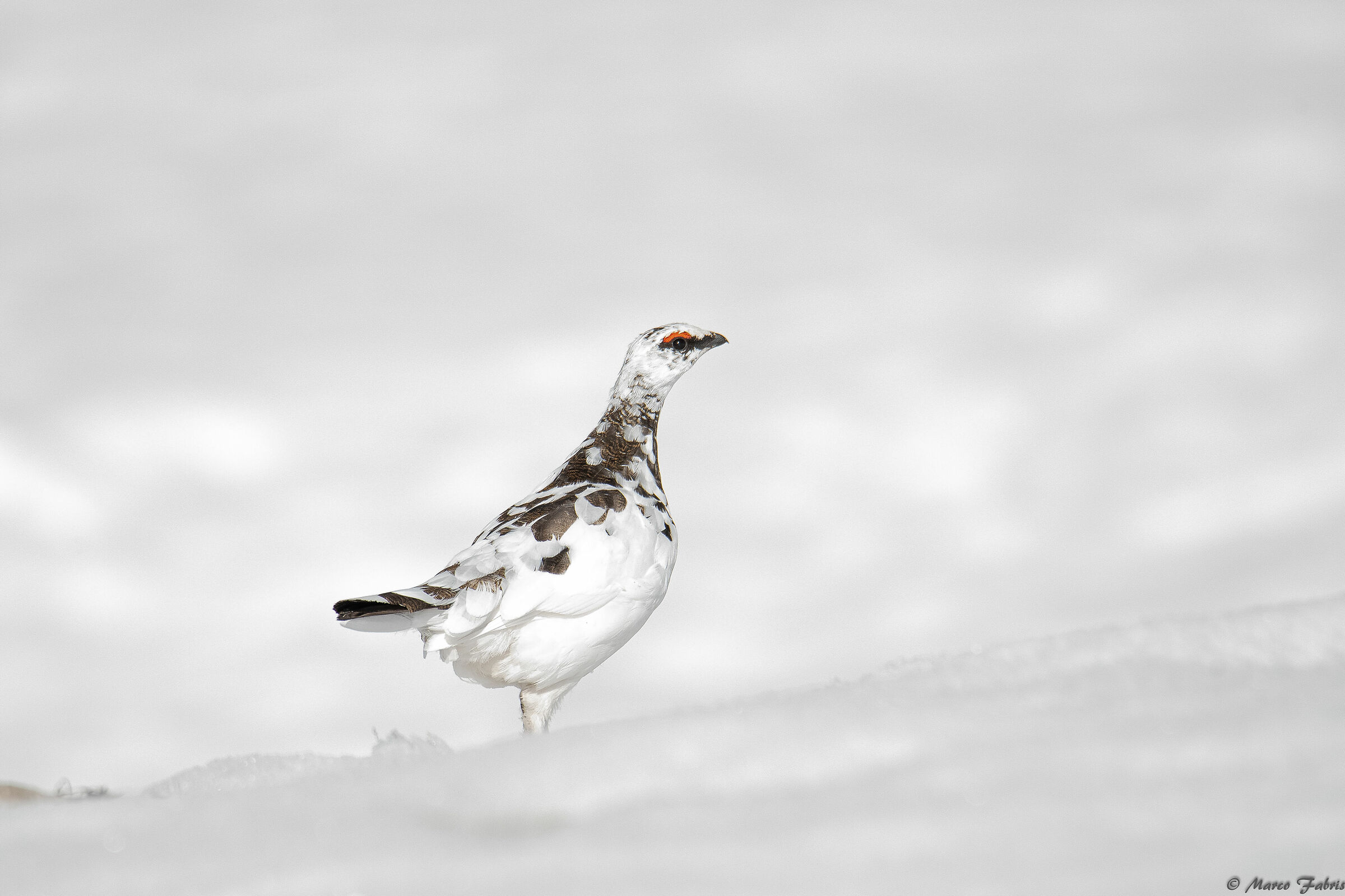 Lagopus mute, male of white partridge.