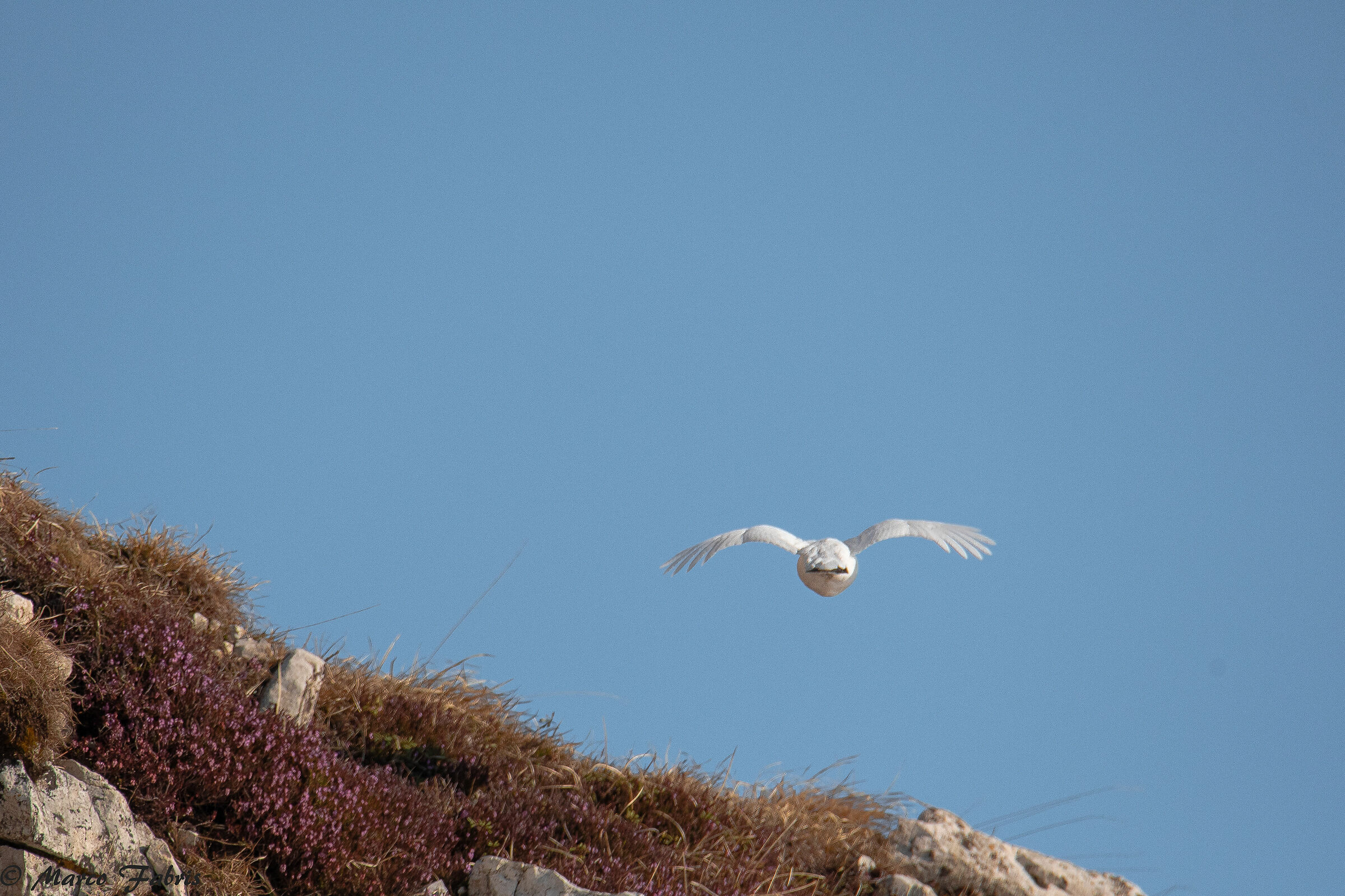 The flying... only where the whites dare.