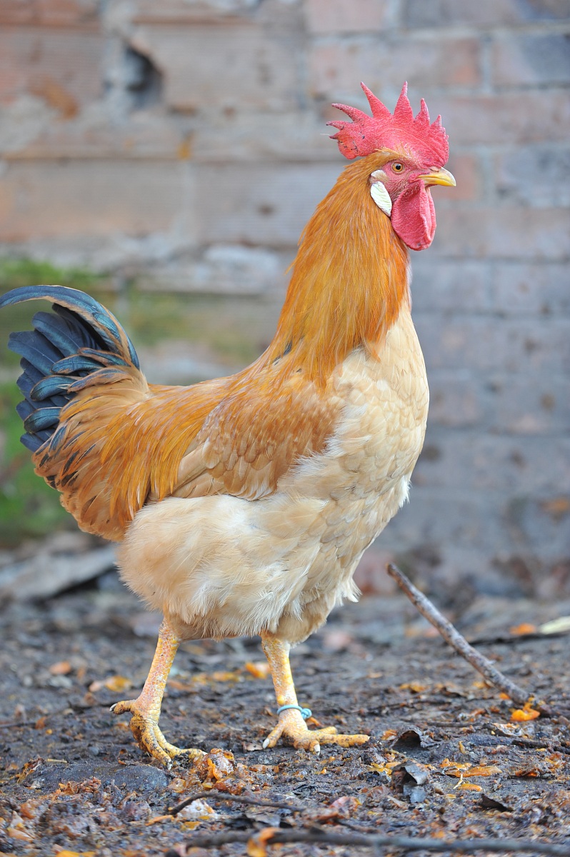 Gallo di Bionda Piemontese