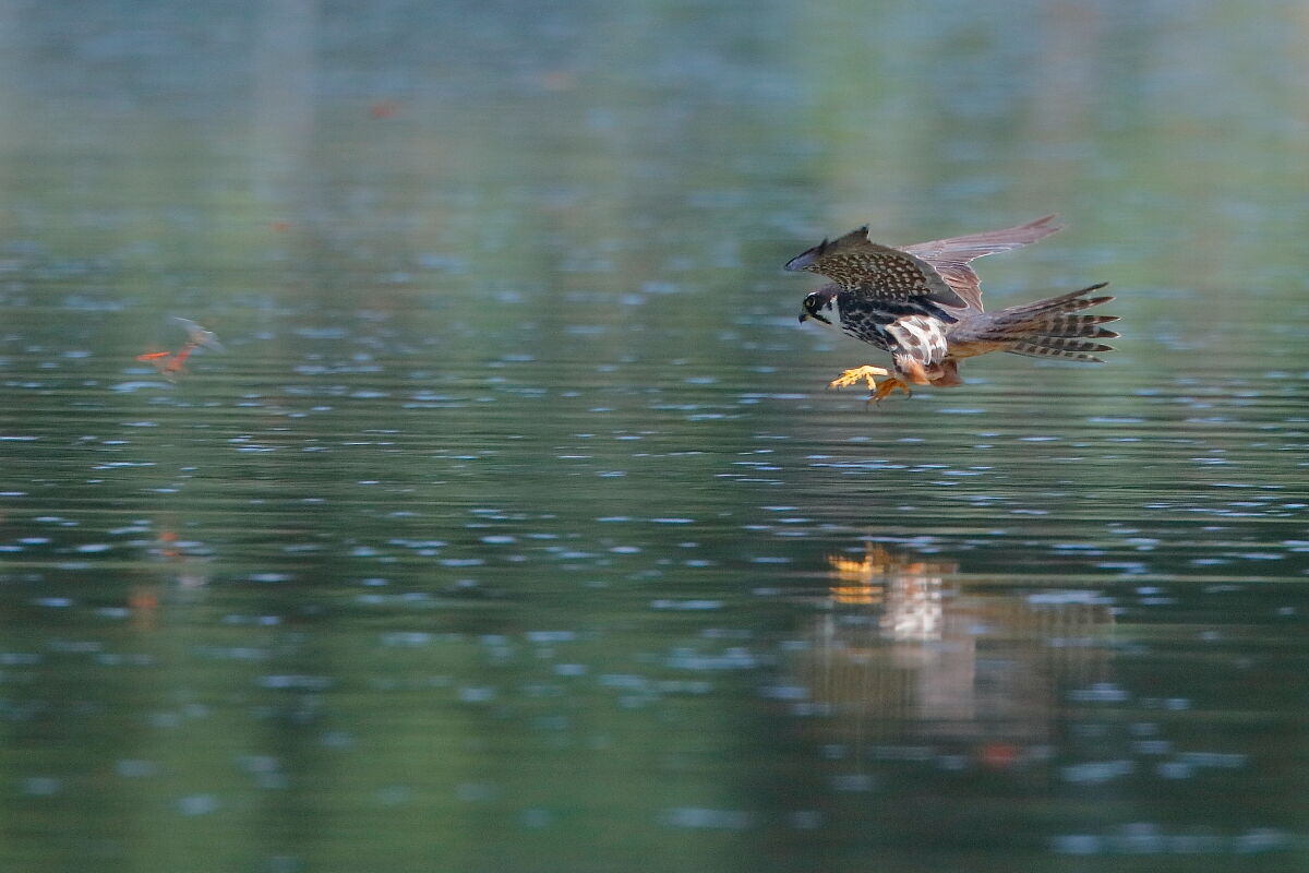 Come on, I'm going to get you.