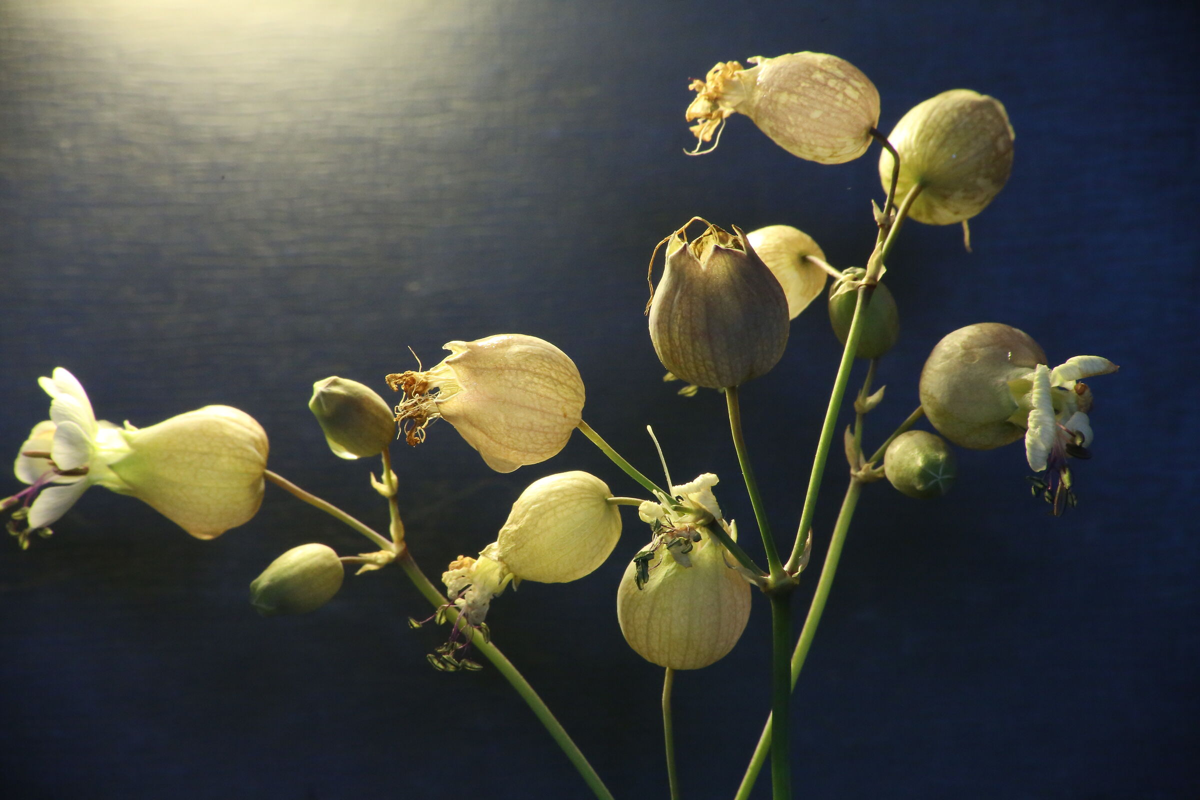 Dal mio giardino in quarantena