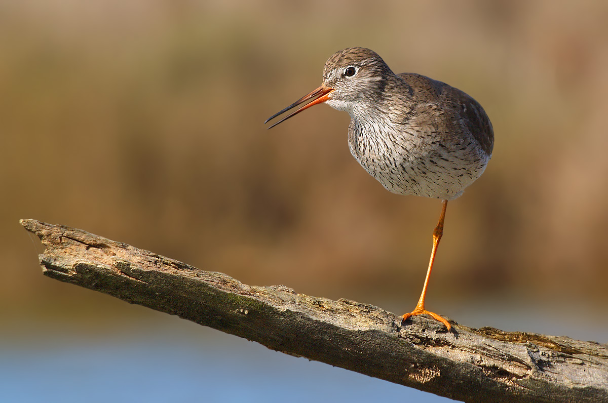 Redshank