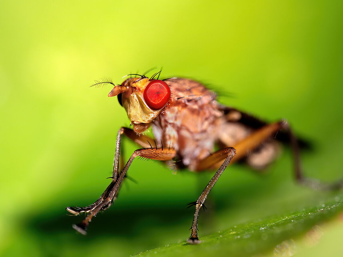 Ospite del mio giardino