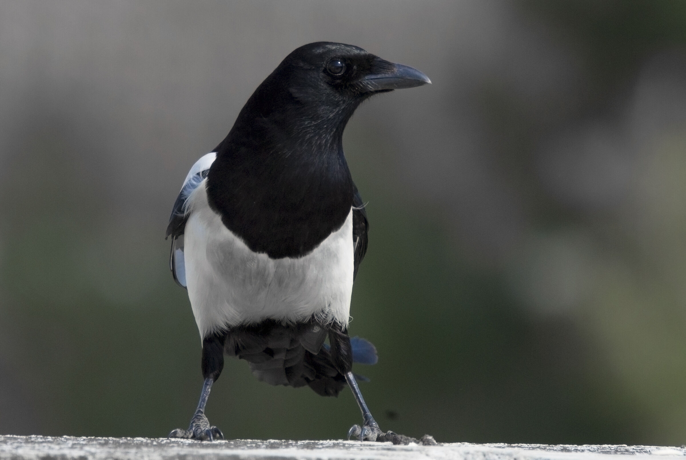 Magpie
