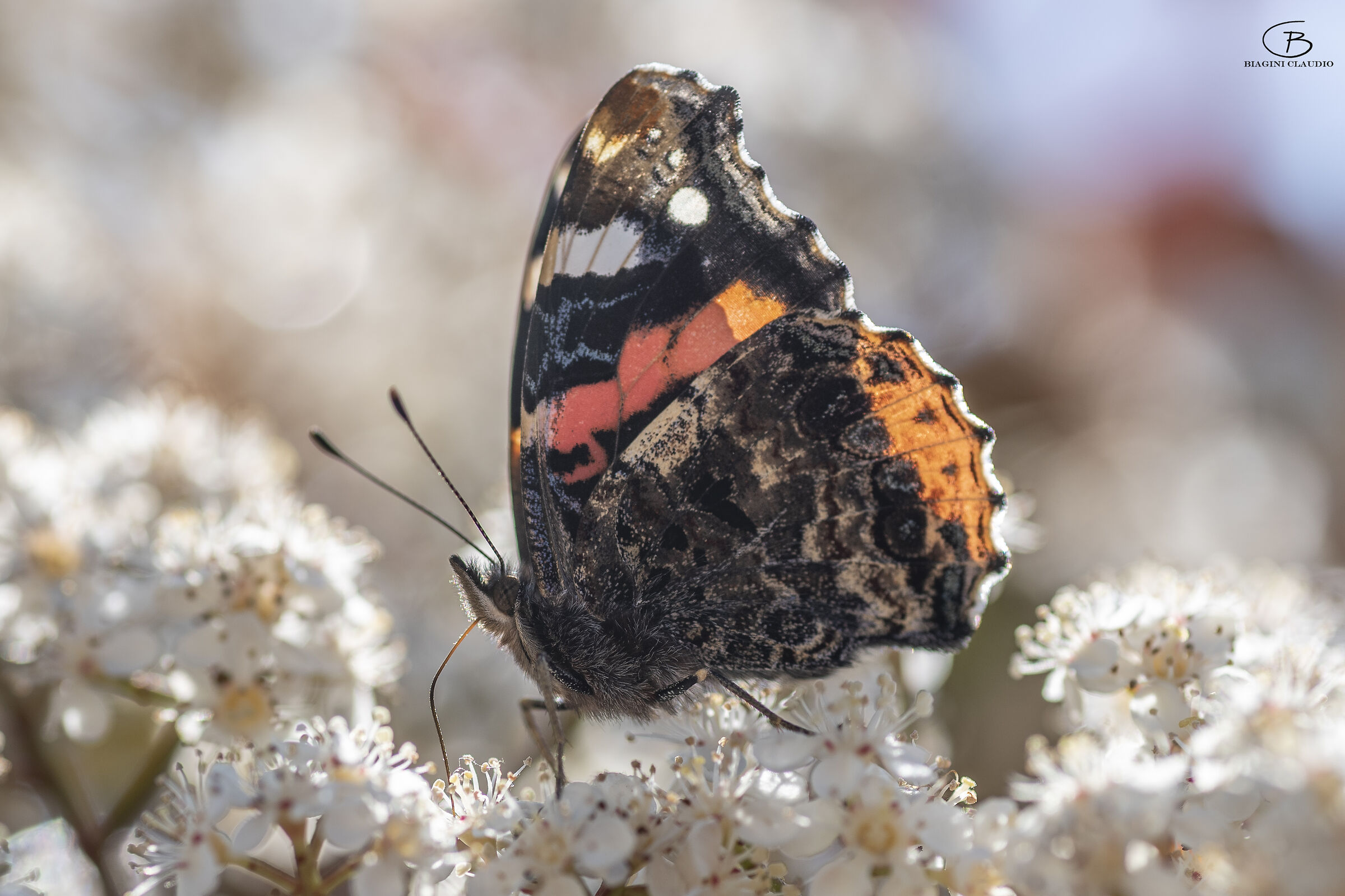 Vanessa Atalanta