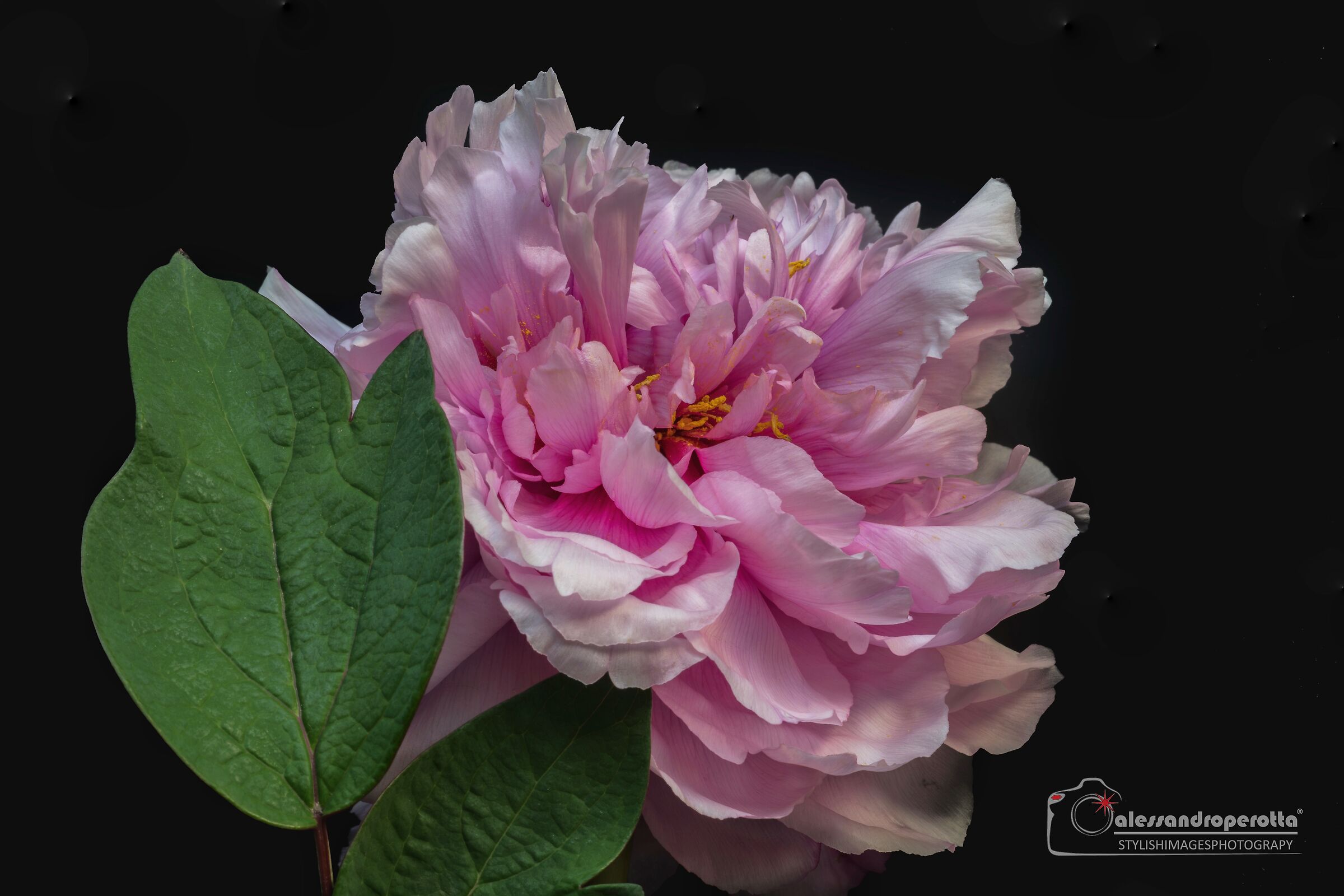 Begonia