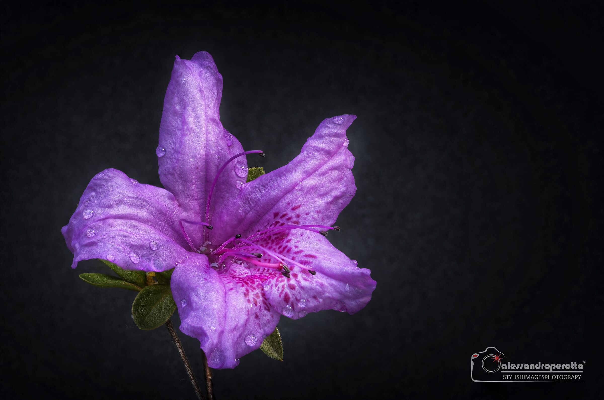 Azalea