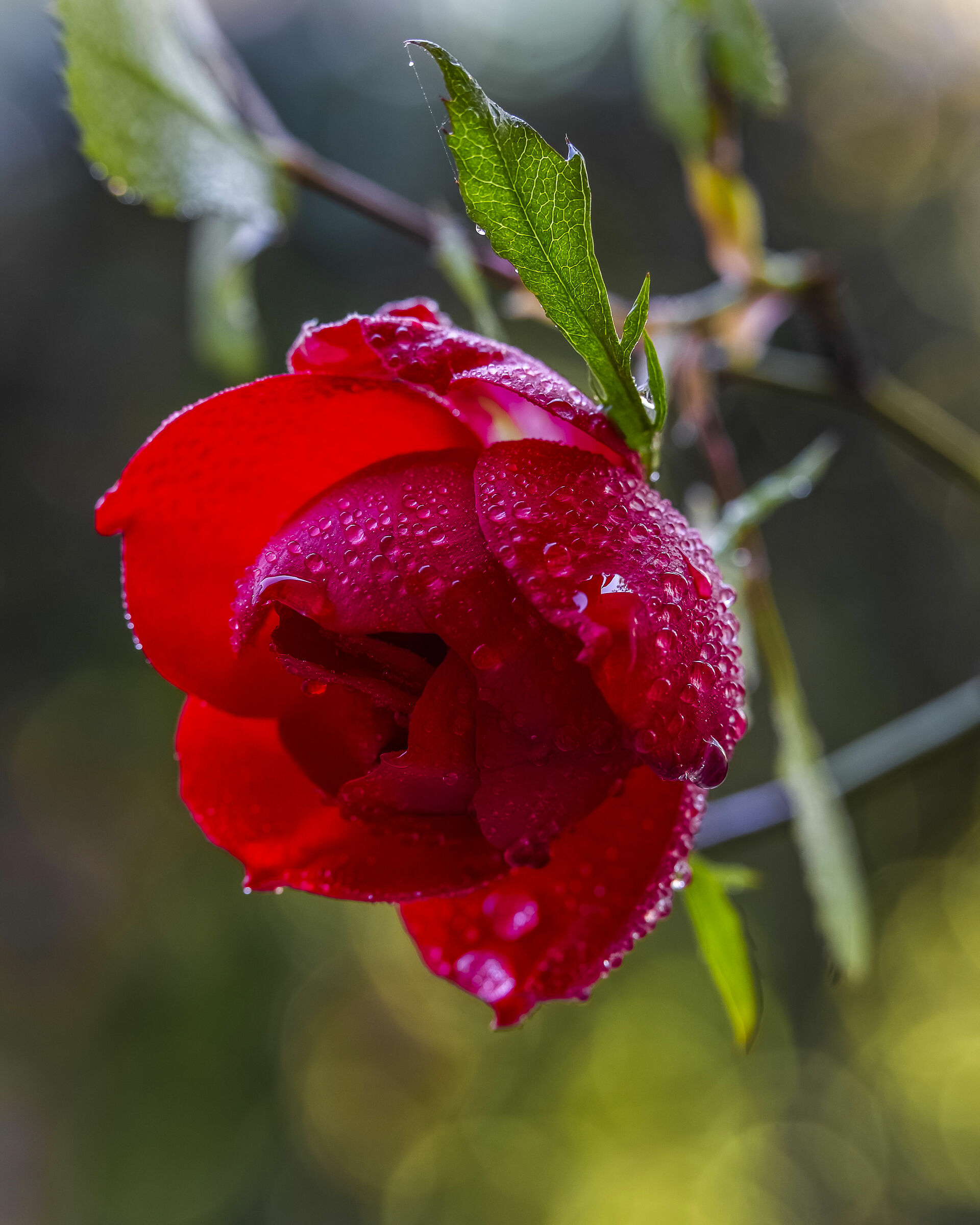 Macro tests in times of crisis