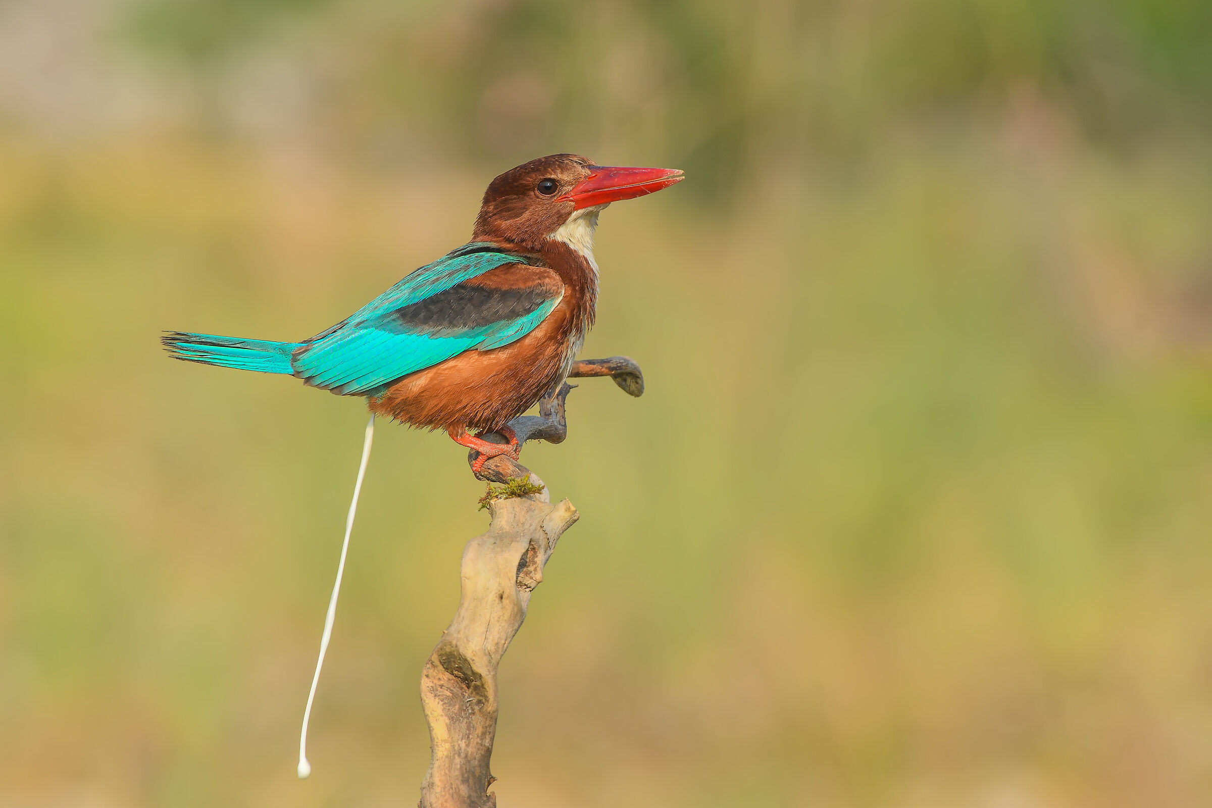 Halcyon smyrnensis » White-throate