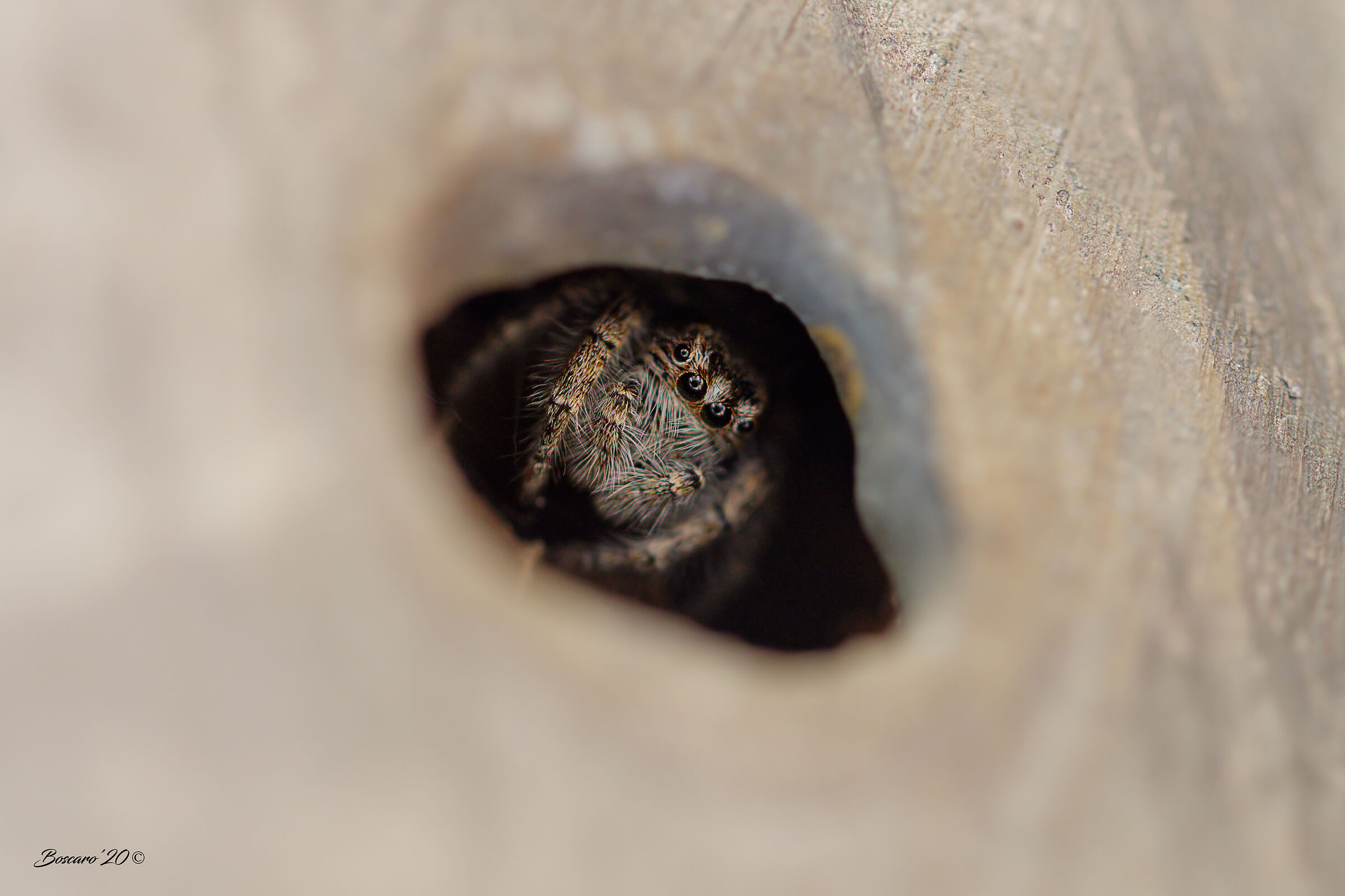 In the lair of the Salterino