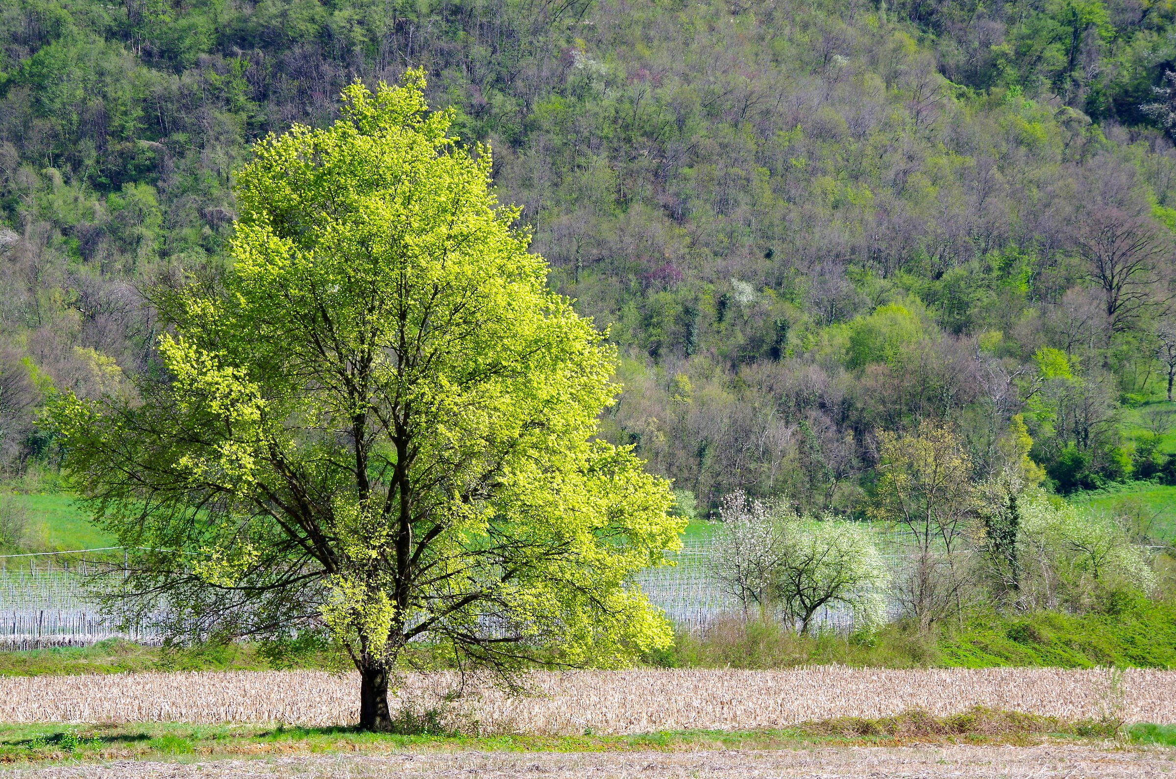 lago di fimon 2