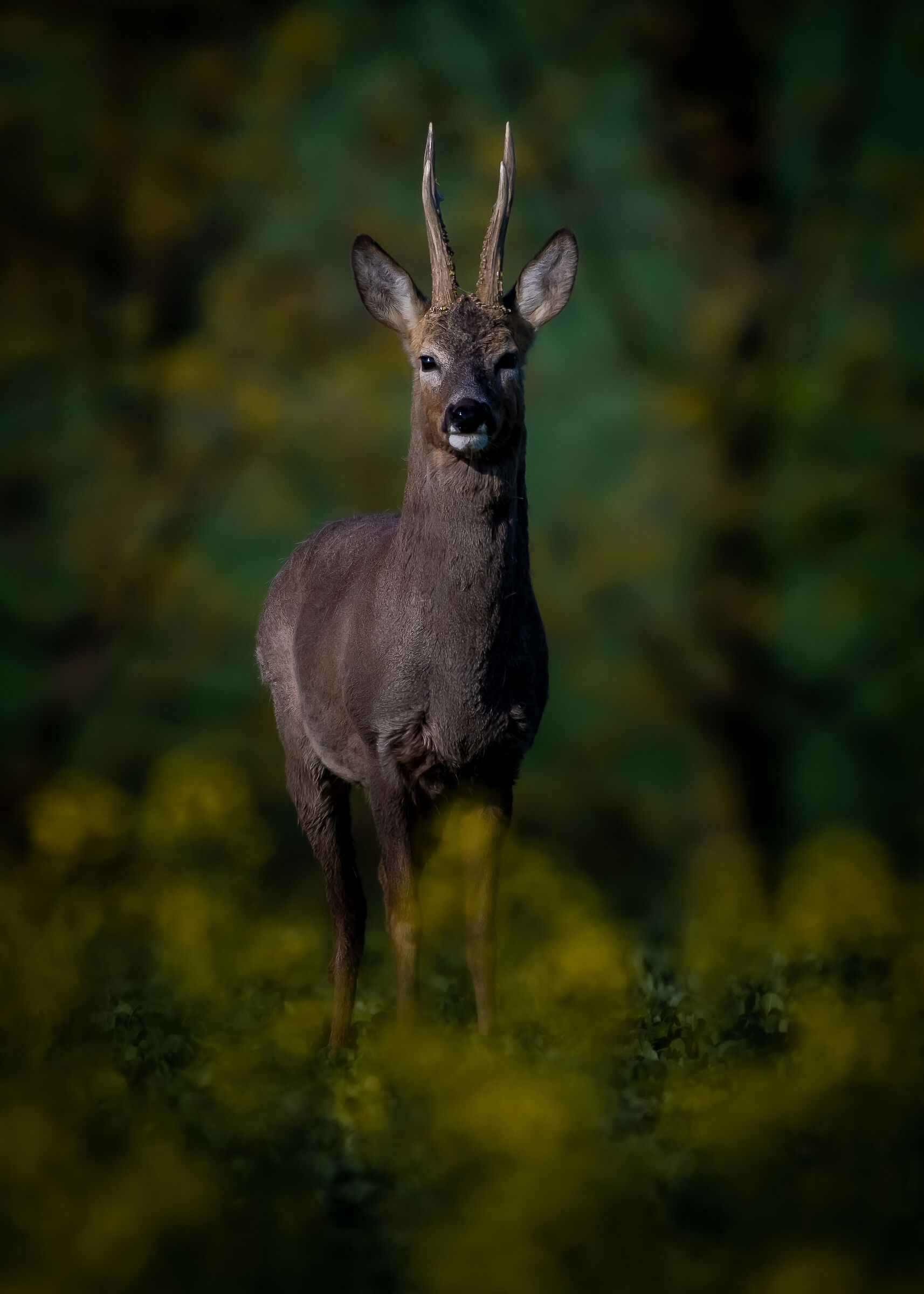 Roe buck