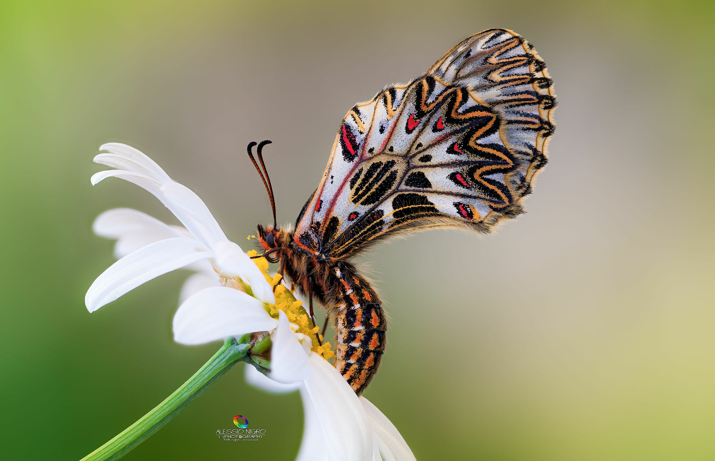 The Butterfly & the Daisy...