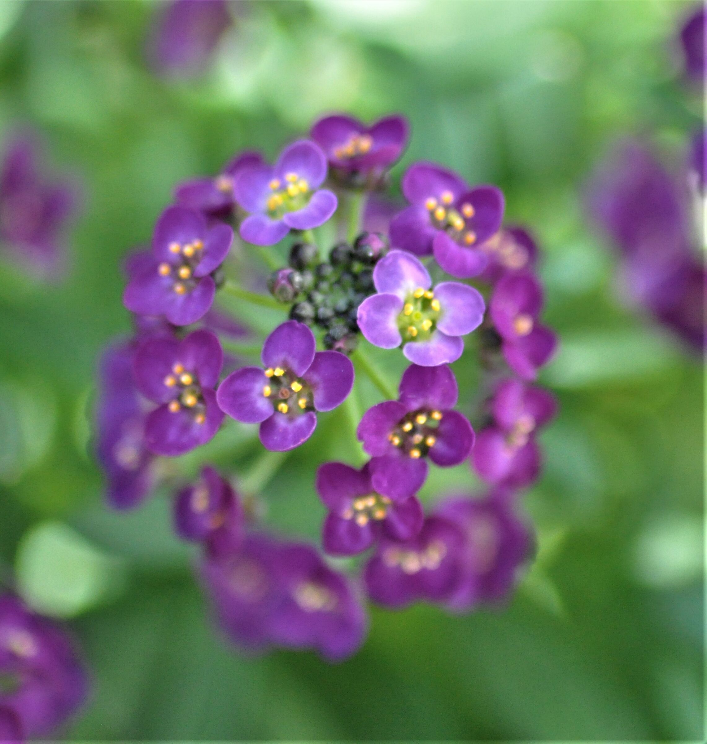 ..inizio di primavera....