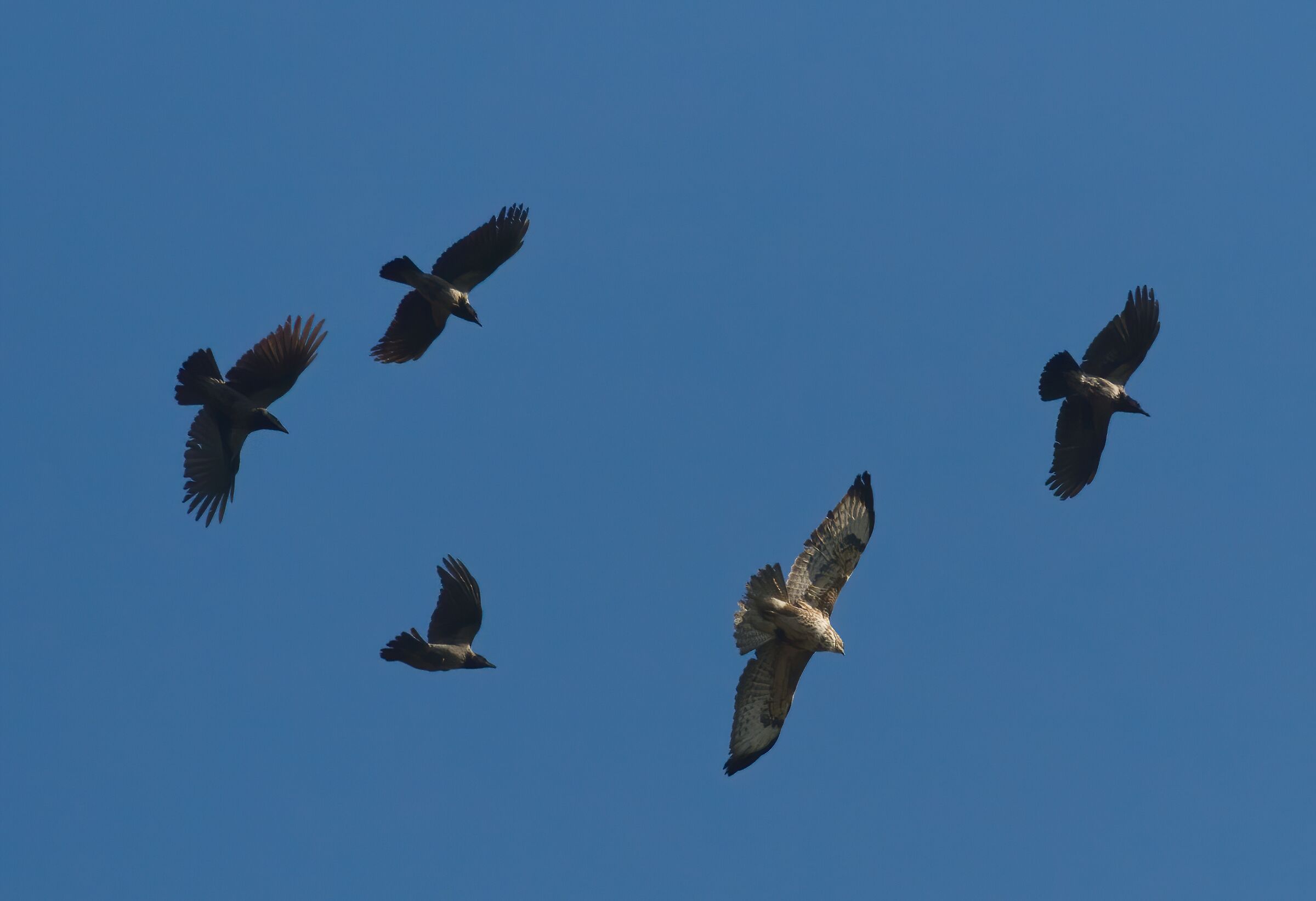 L'unione fa la forza