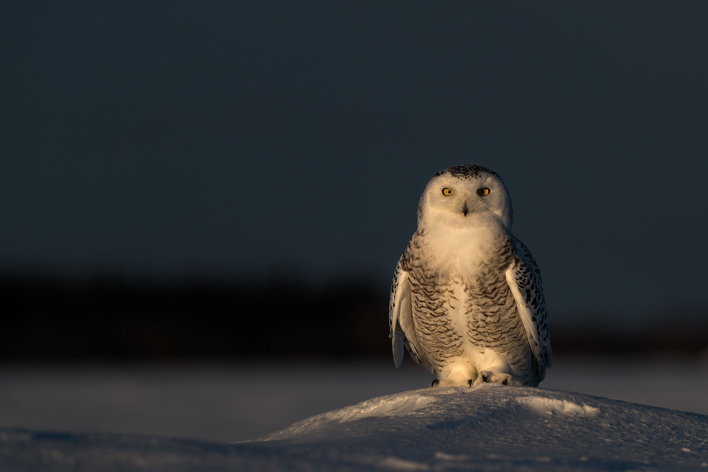 L'ultima luce, Canada 2017