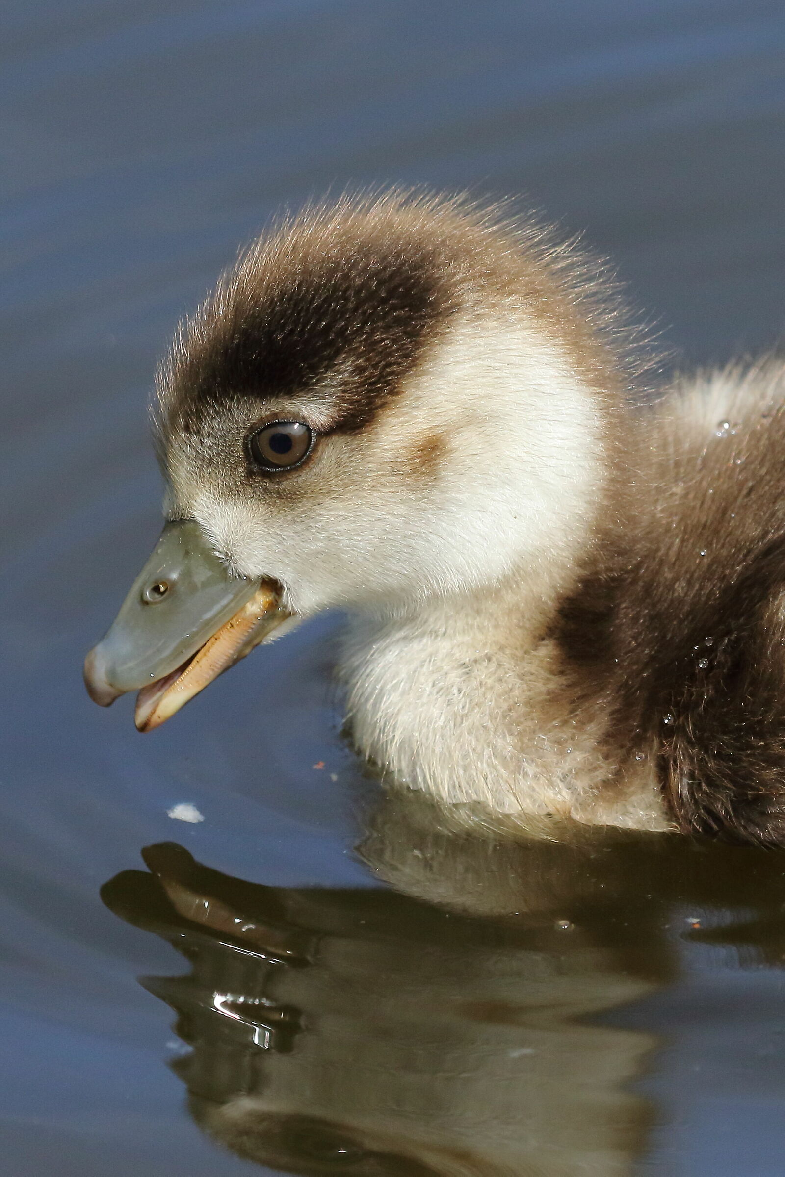 Portrait, Egyptian goose pull