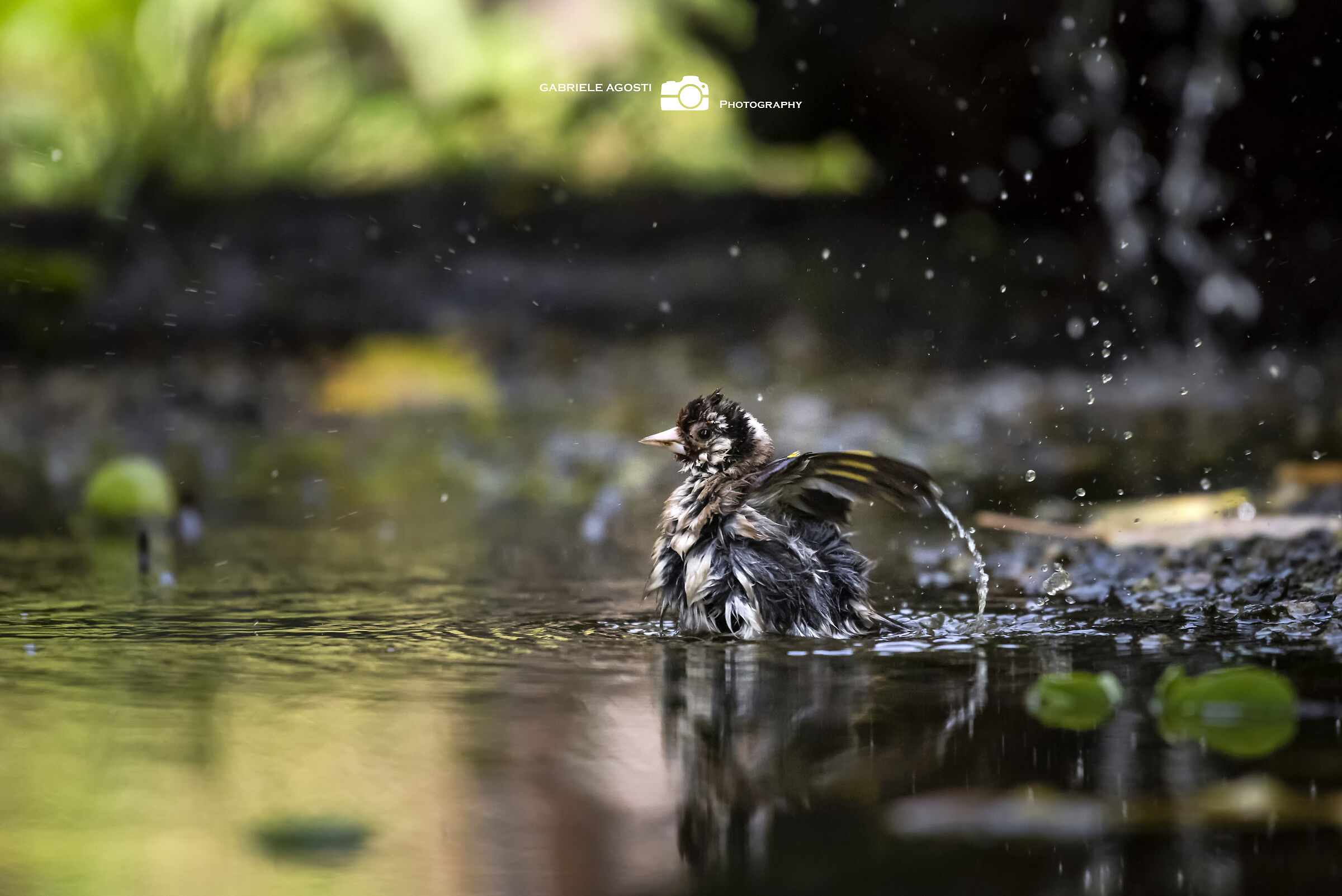 Cardellino in the bathroom