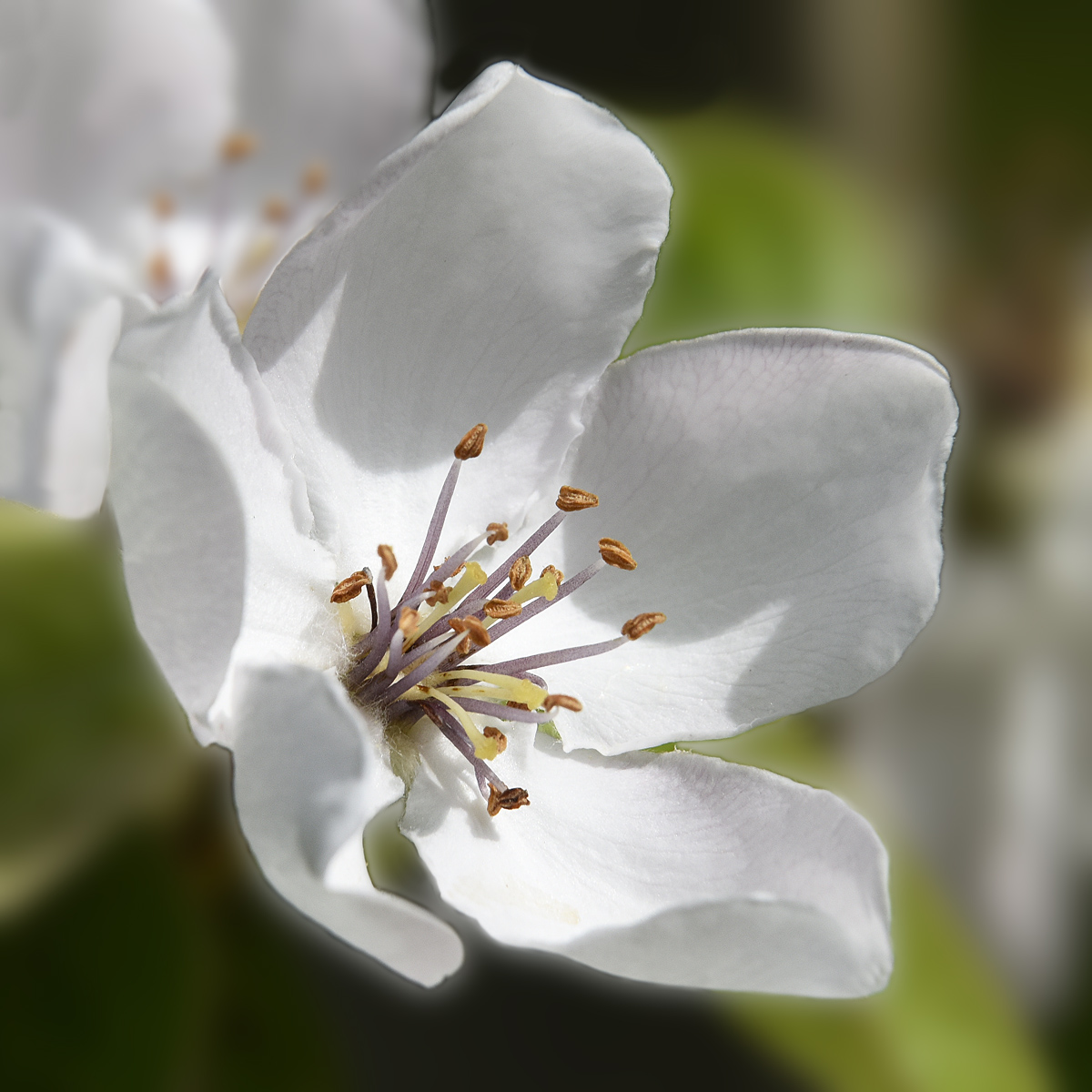fiore di mela cotogna