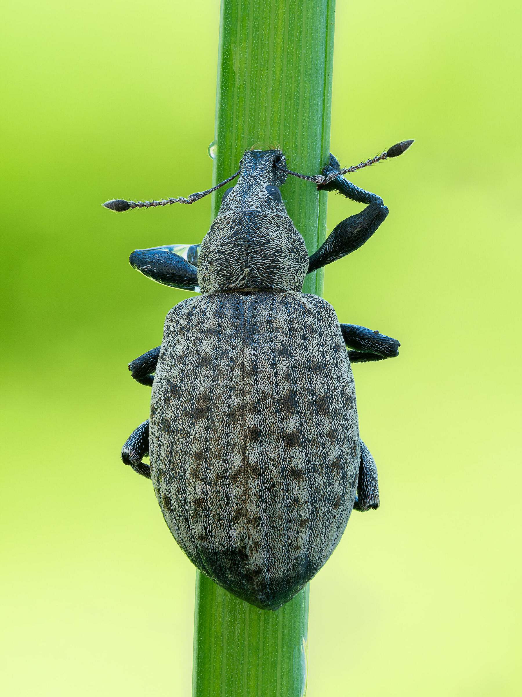 Liophloeus tessulatus