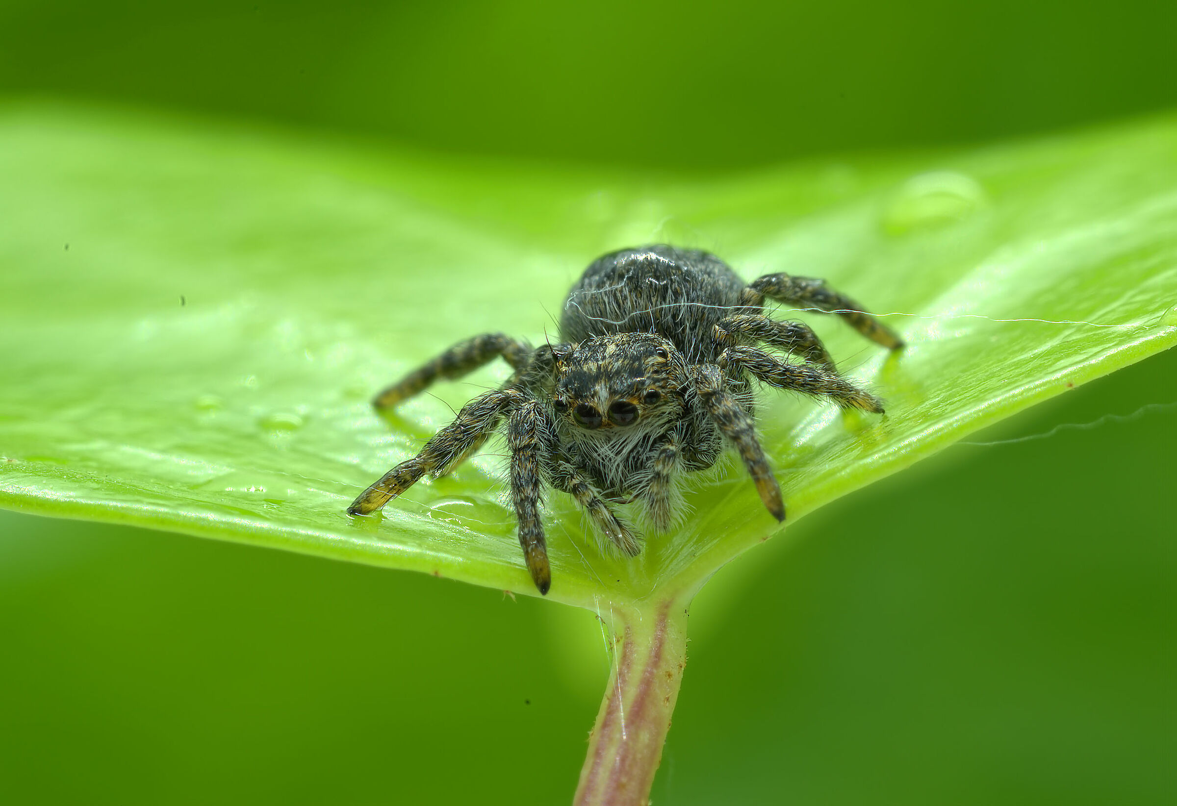 Salticidae