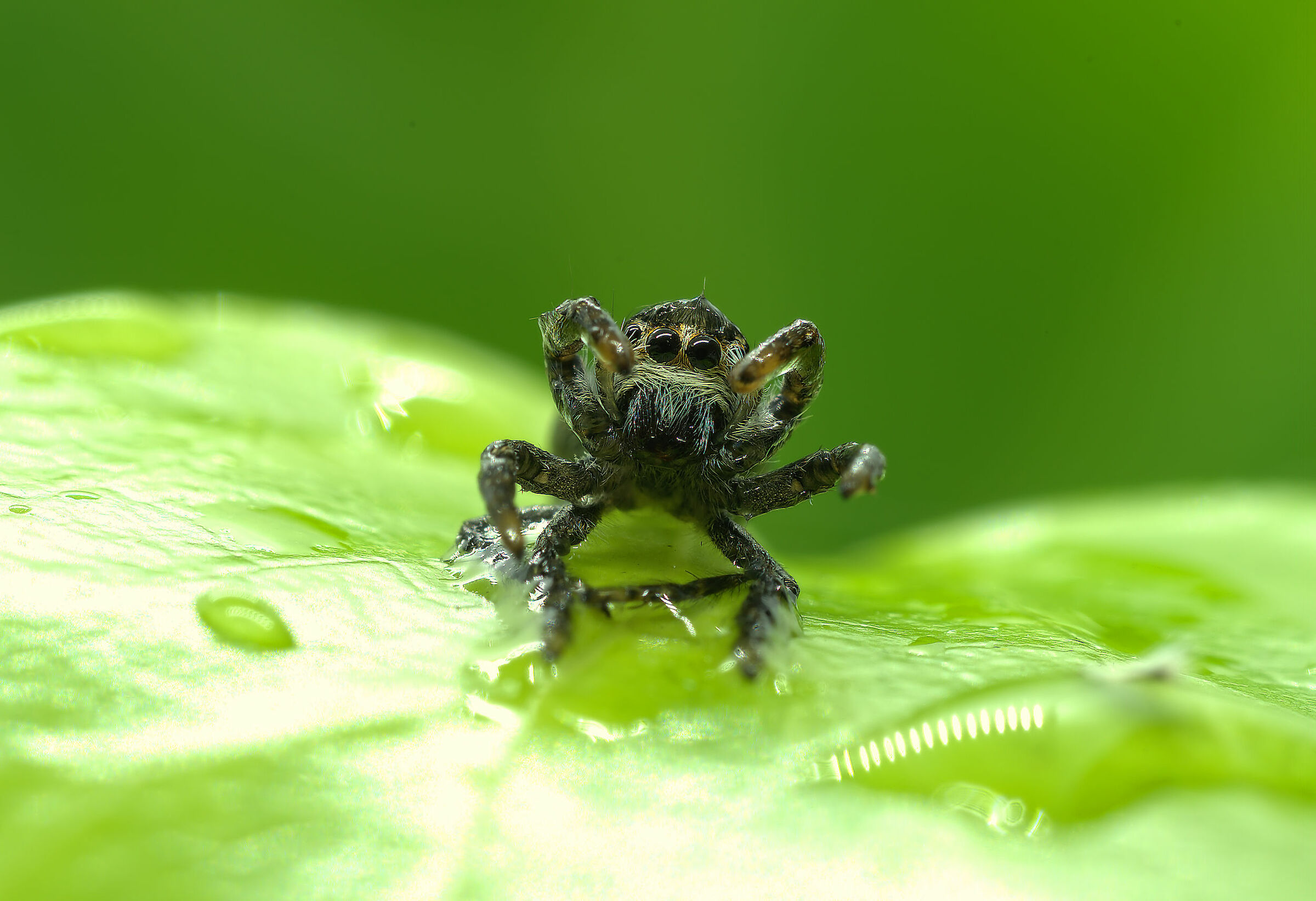 Salticidae
