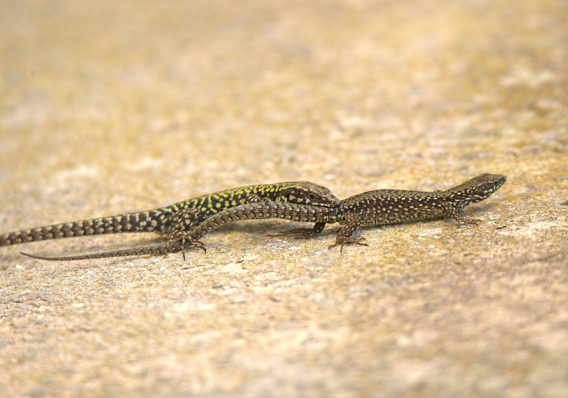 Mason lizard mating