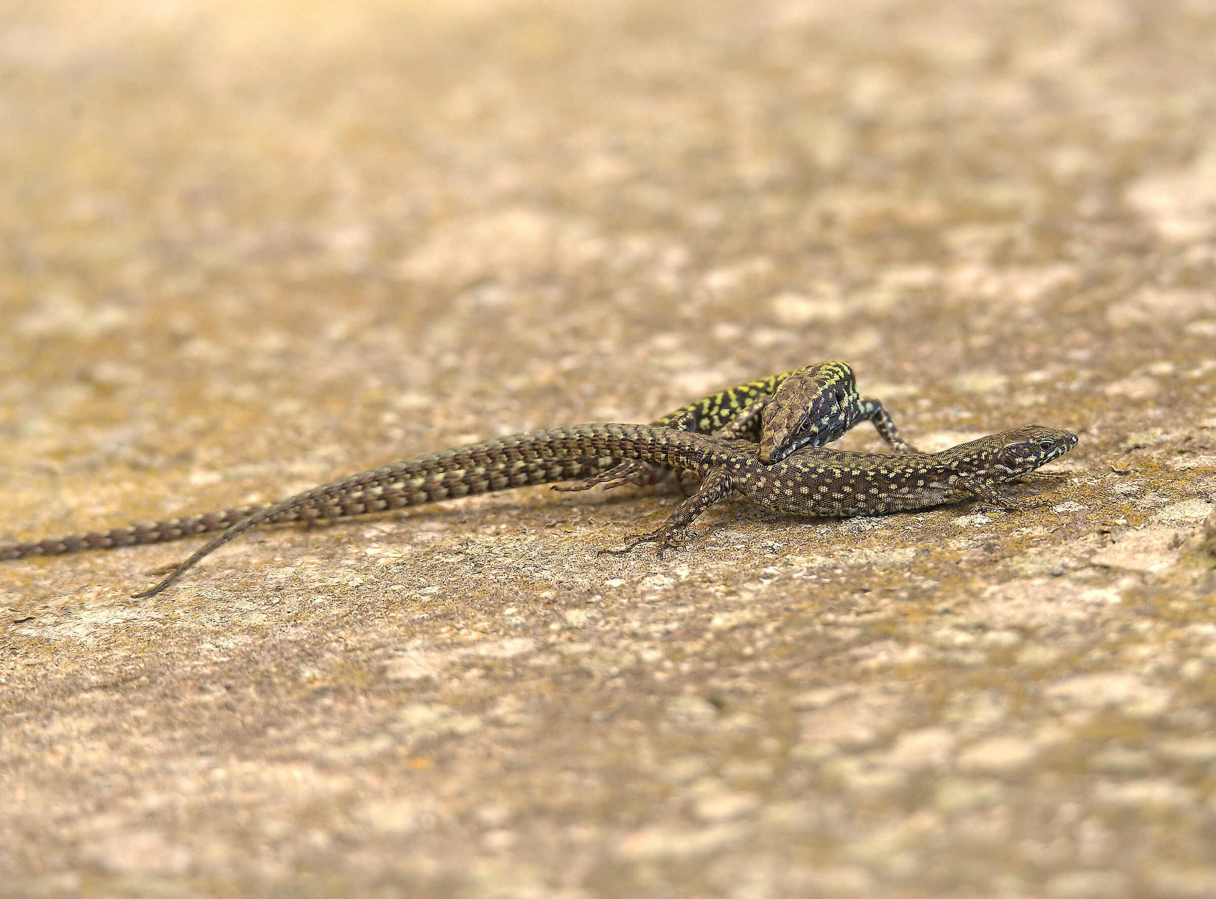 Mason lizard mating