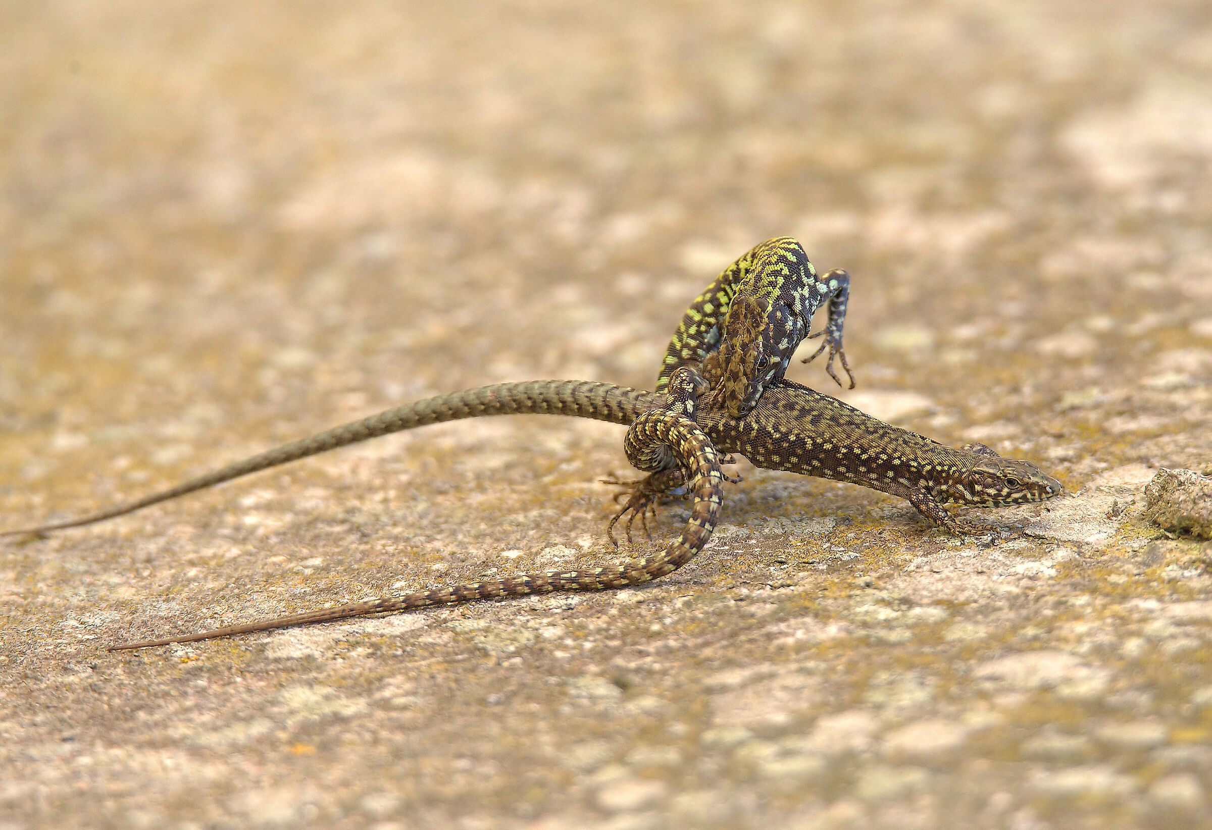 Mason lizard mating