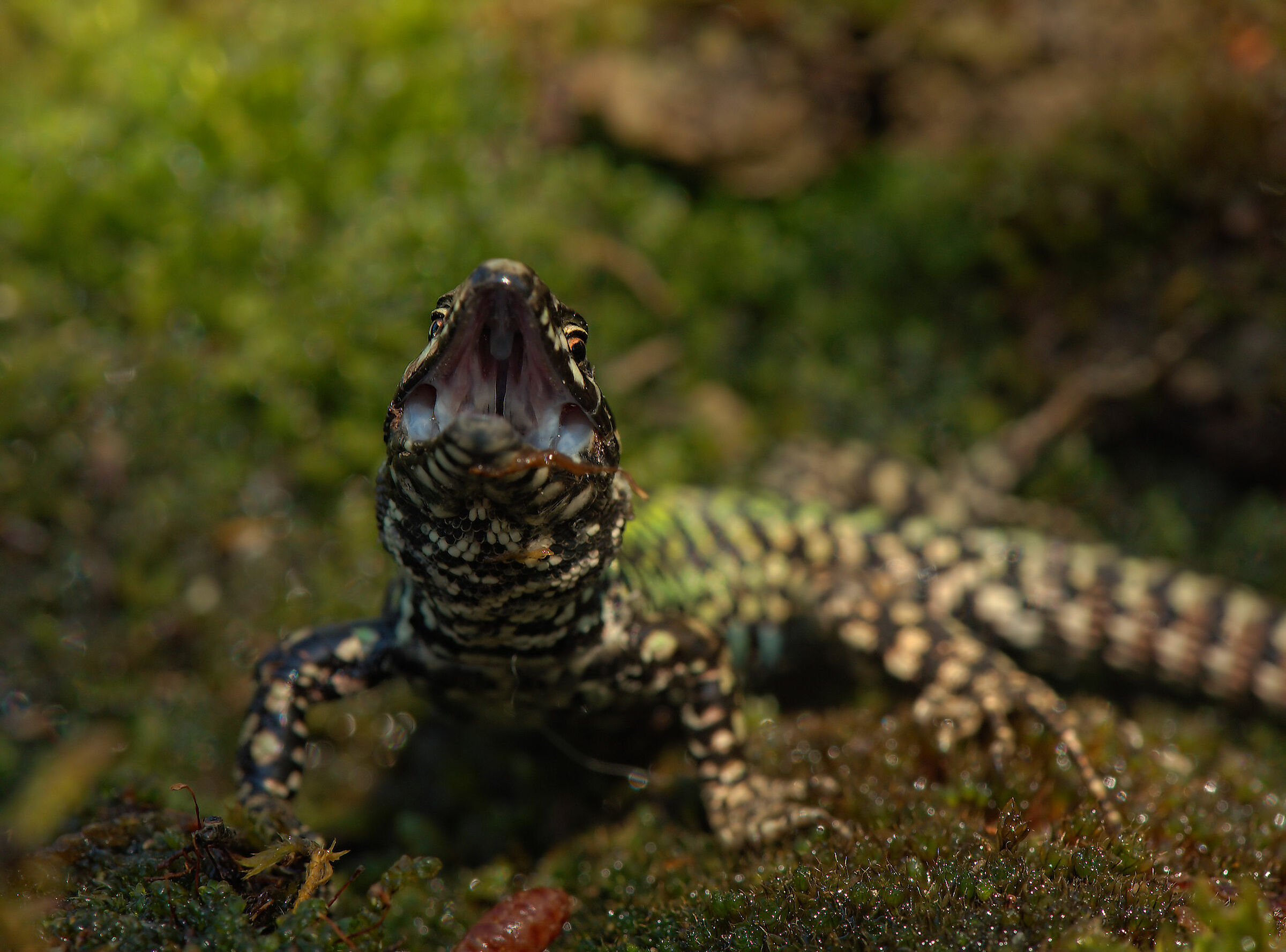 Wall lizard