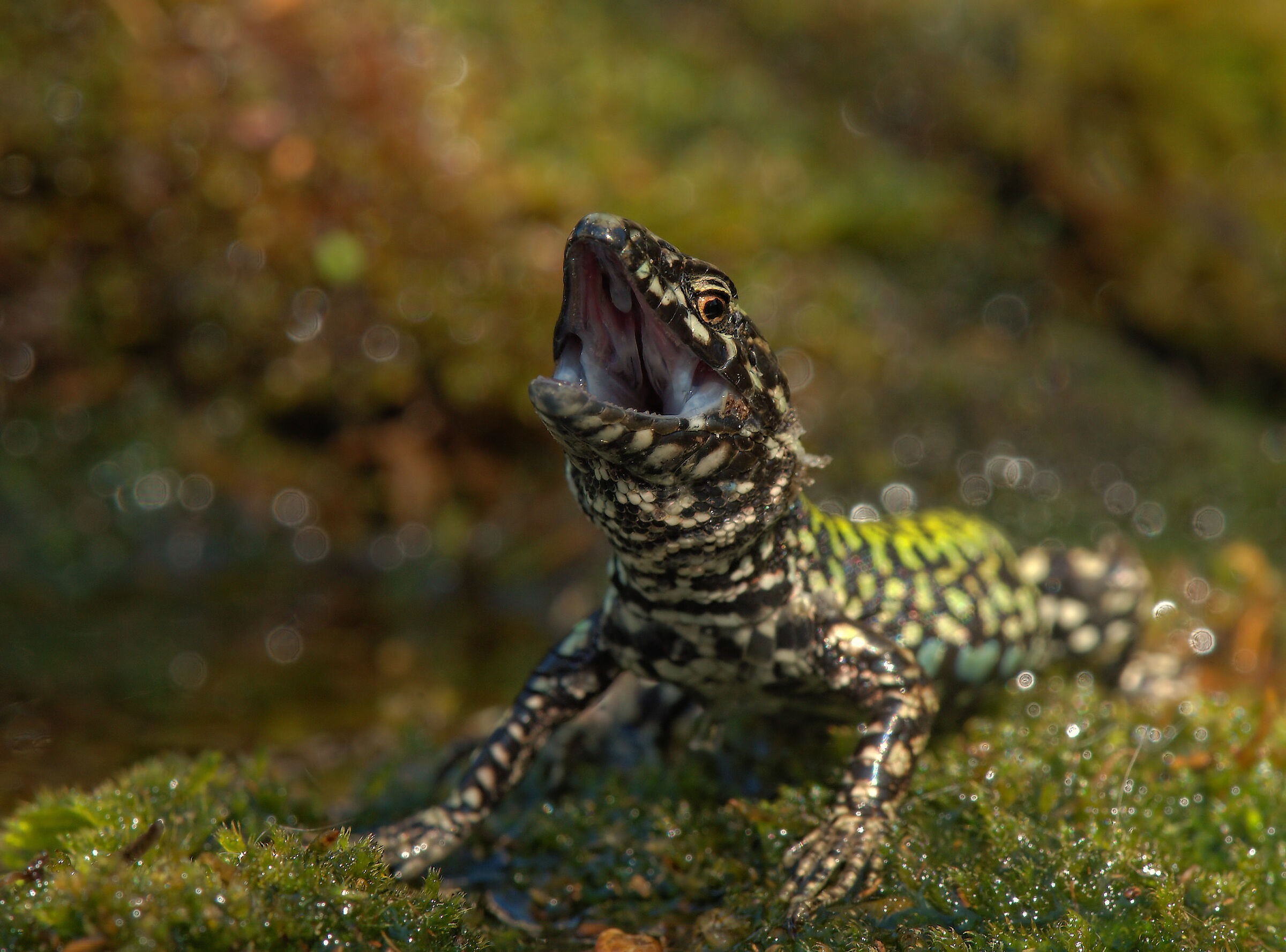 Wall lizard