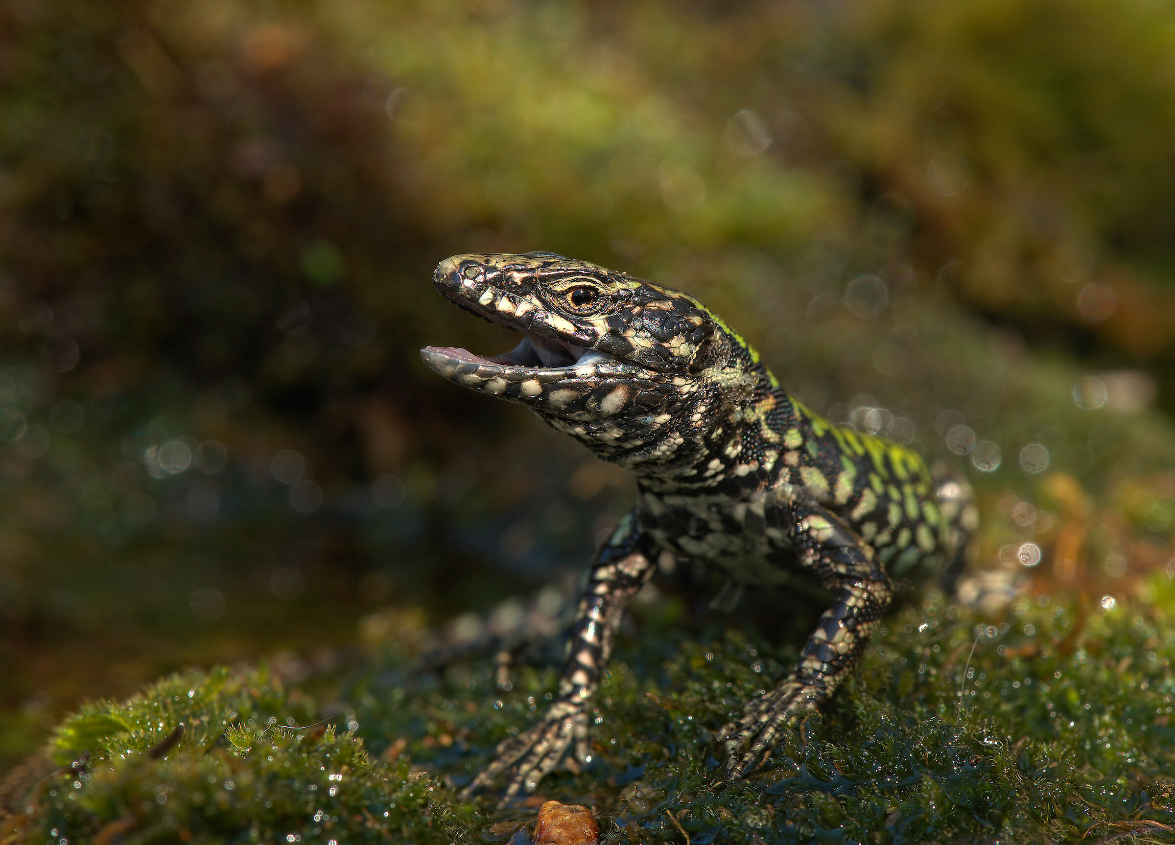 Wall lizard
