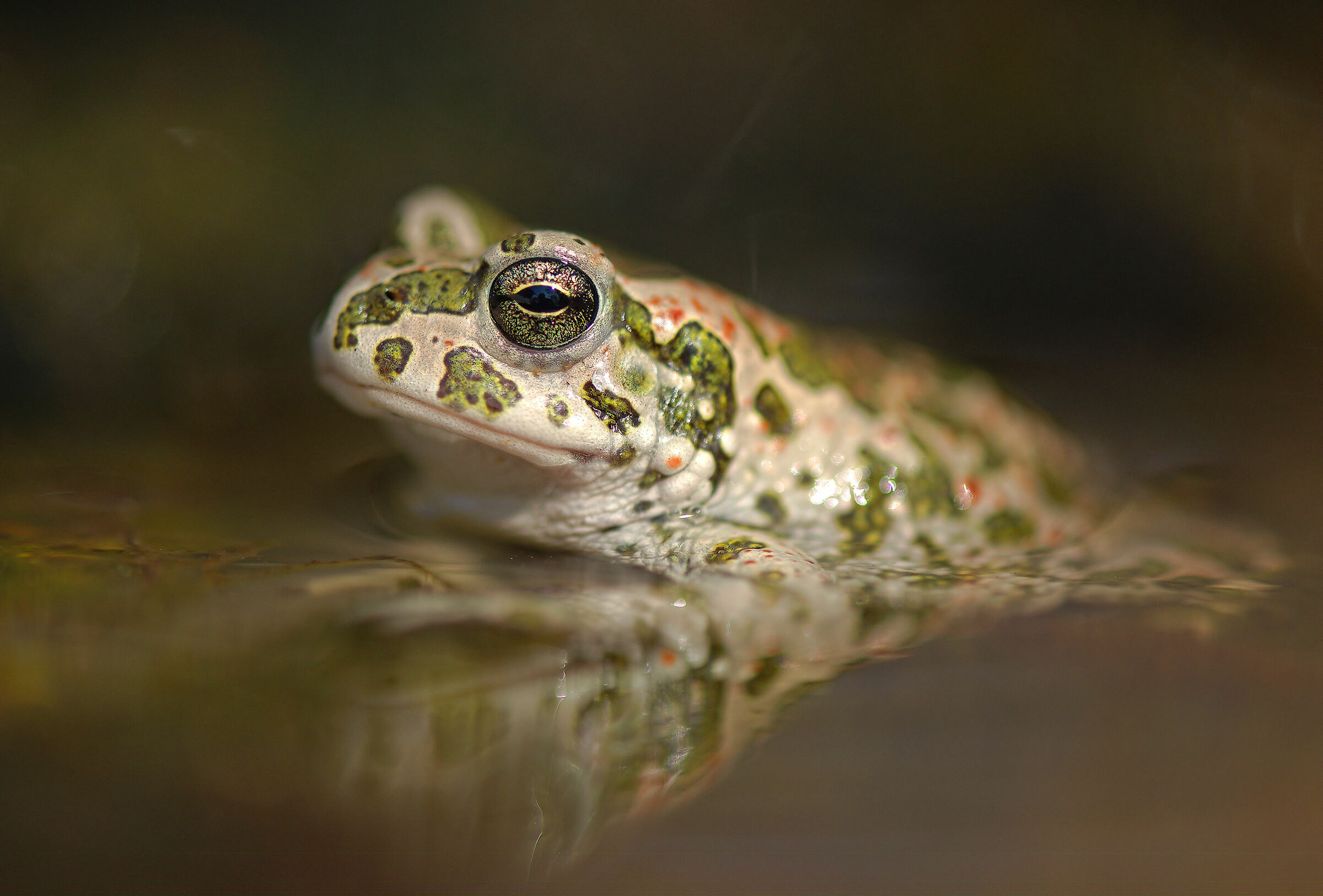 Emerald Toad