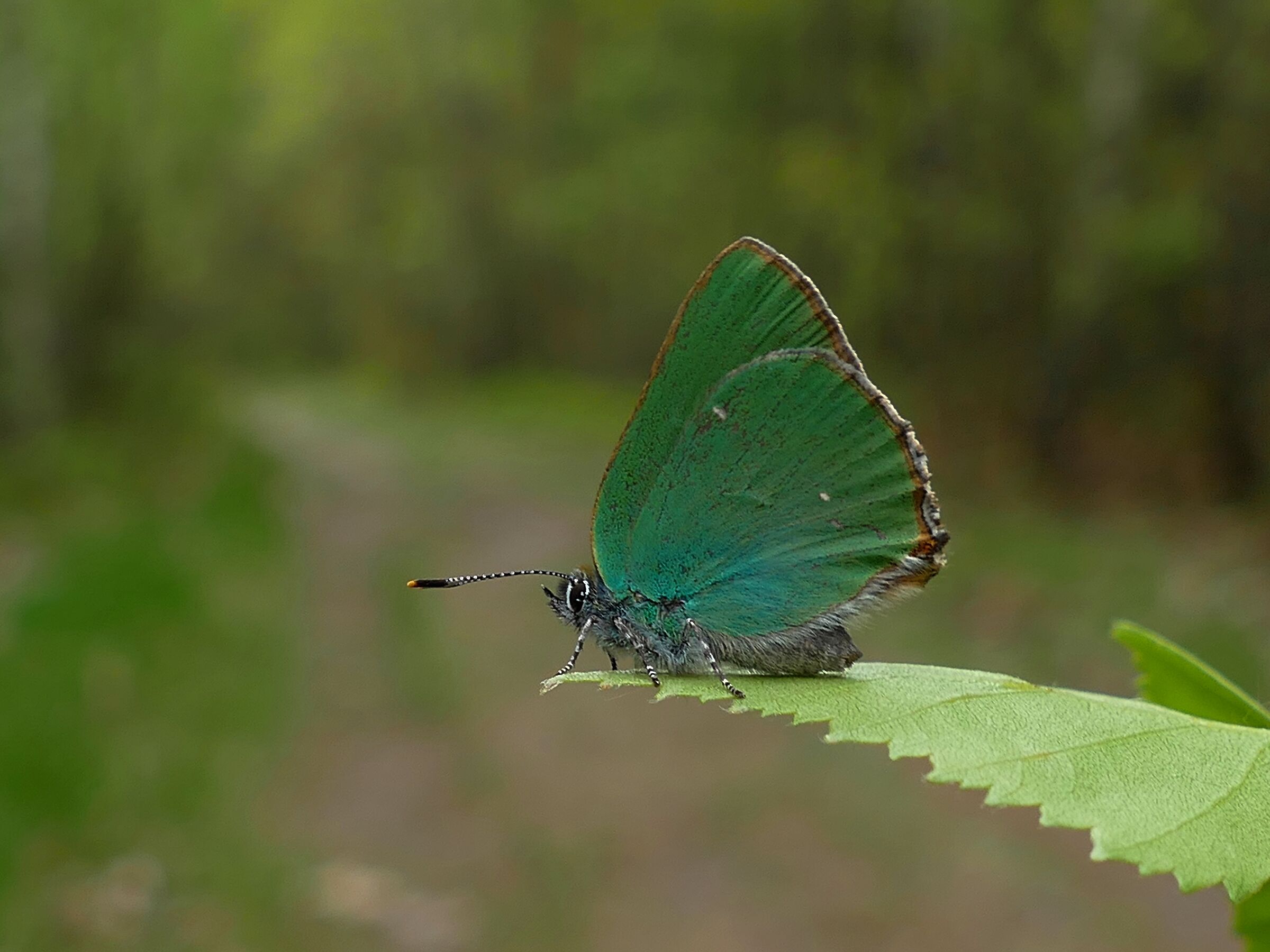 Ostr'yniec (Callophrys rubi)