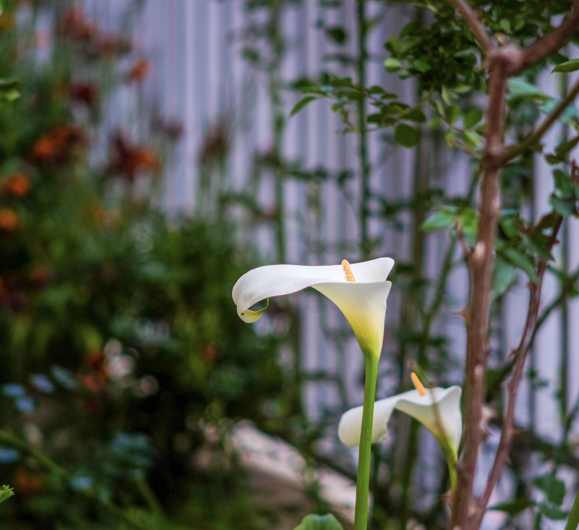 Quarantine Spring