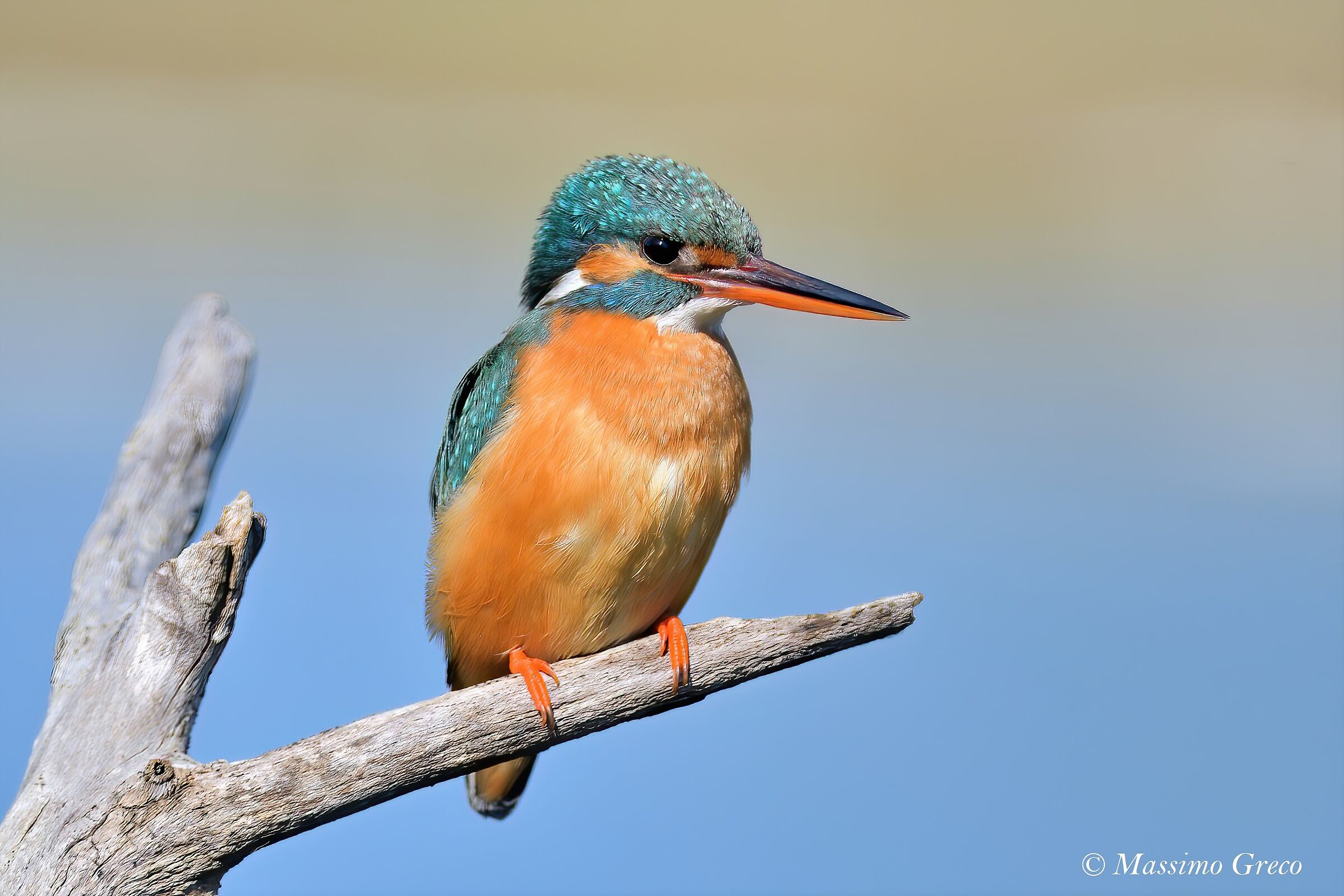 Kingfisher