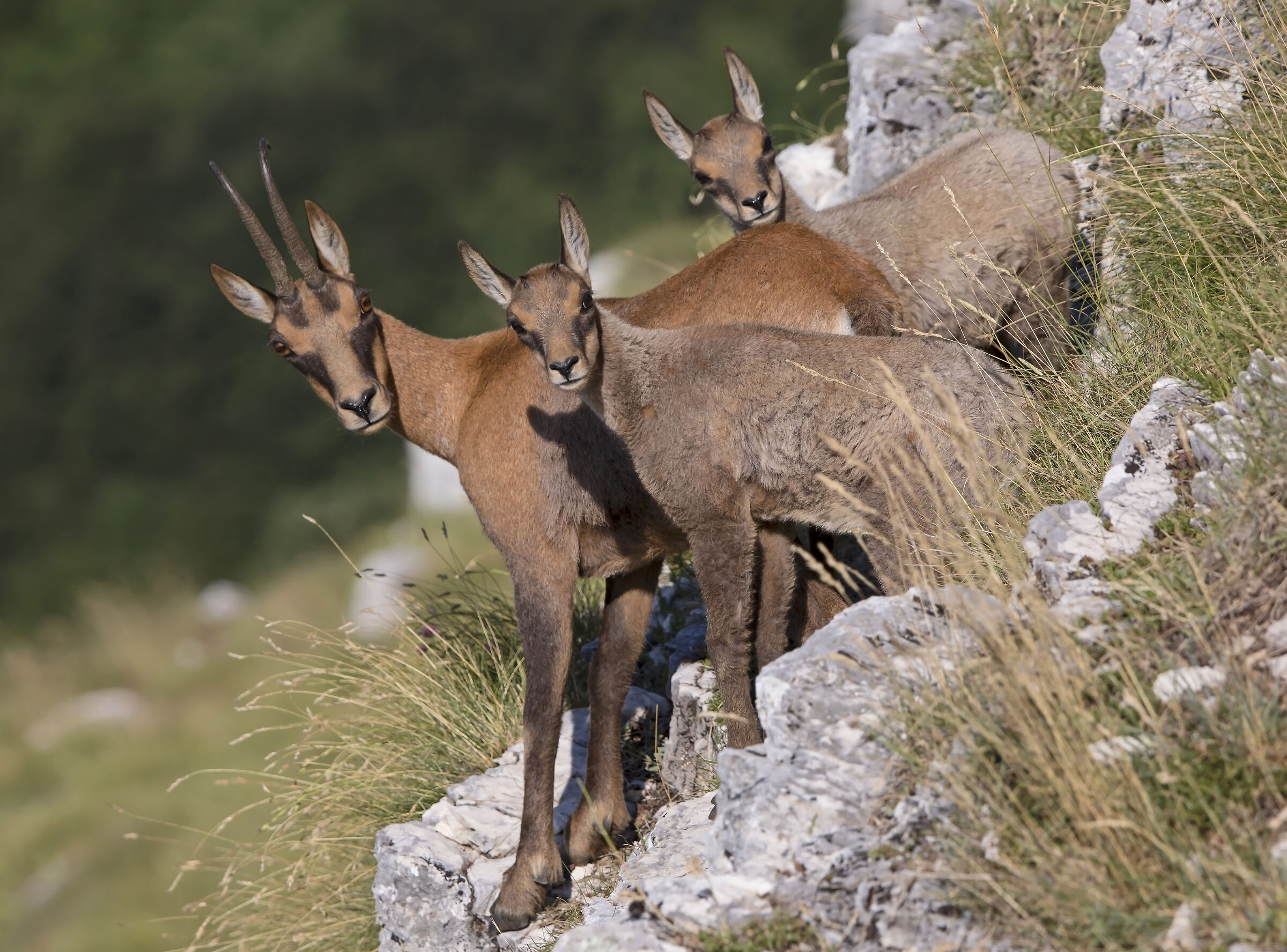 Family of chamois