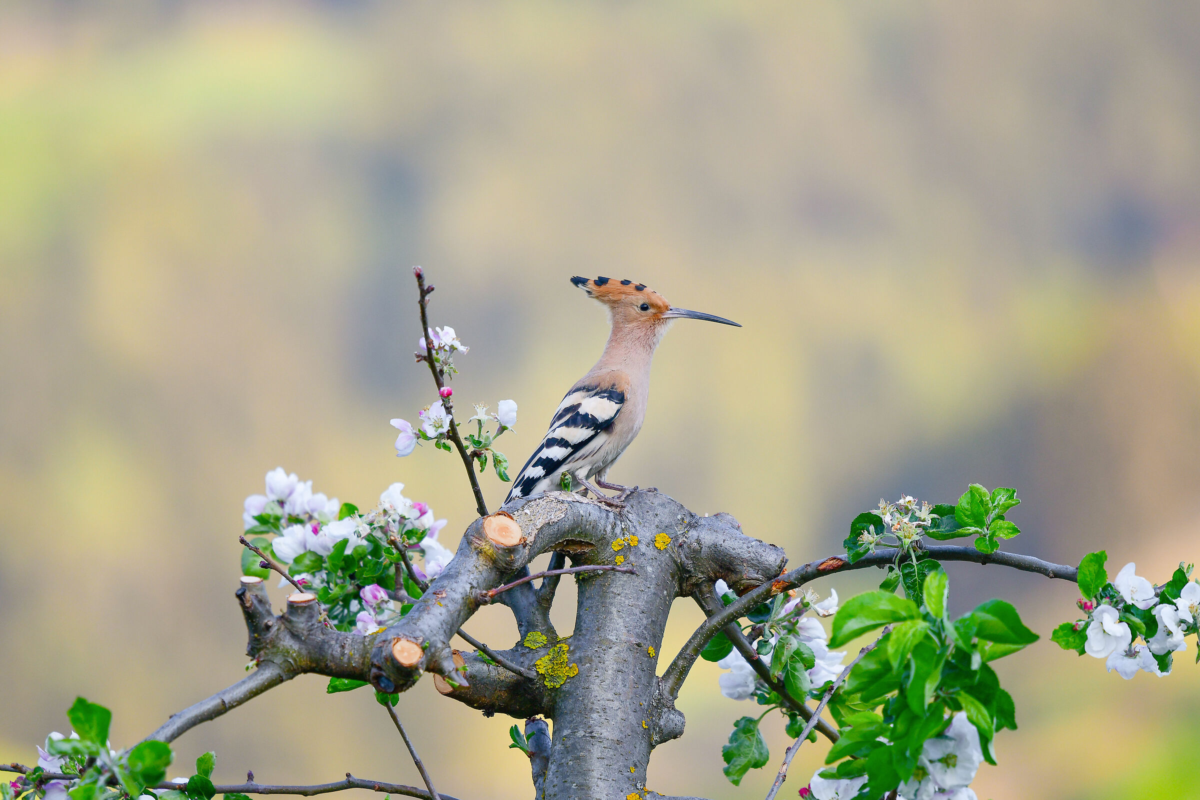 Hoopoe