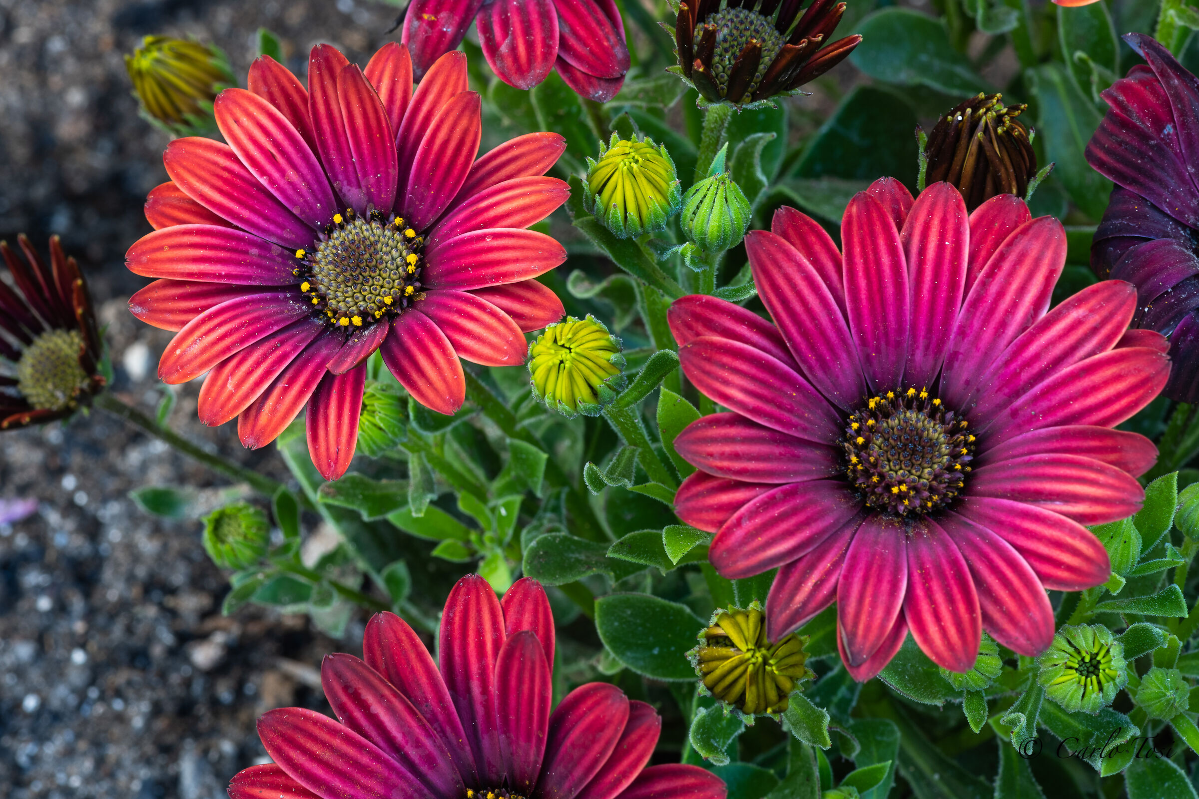 Fiori del mio giardino