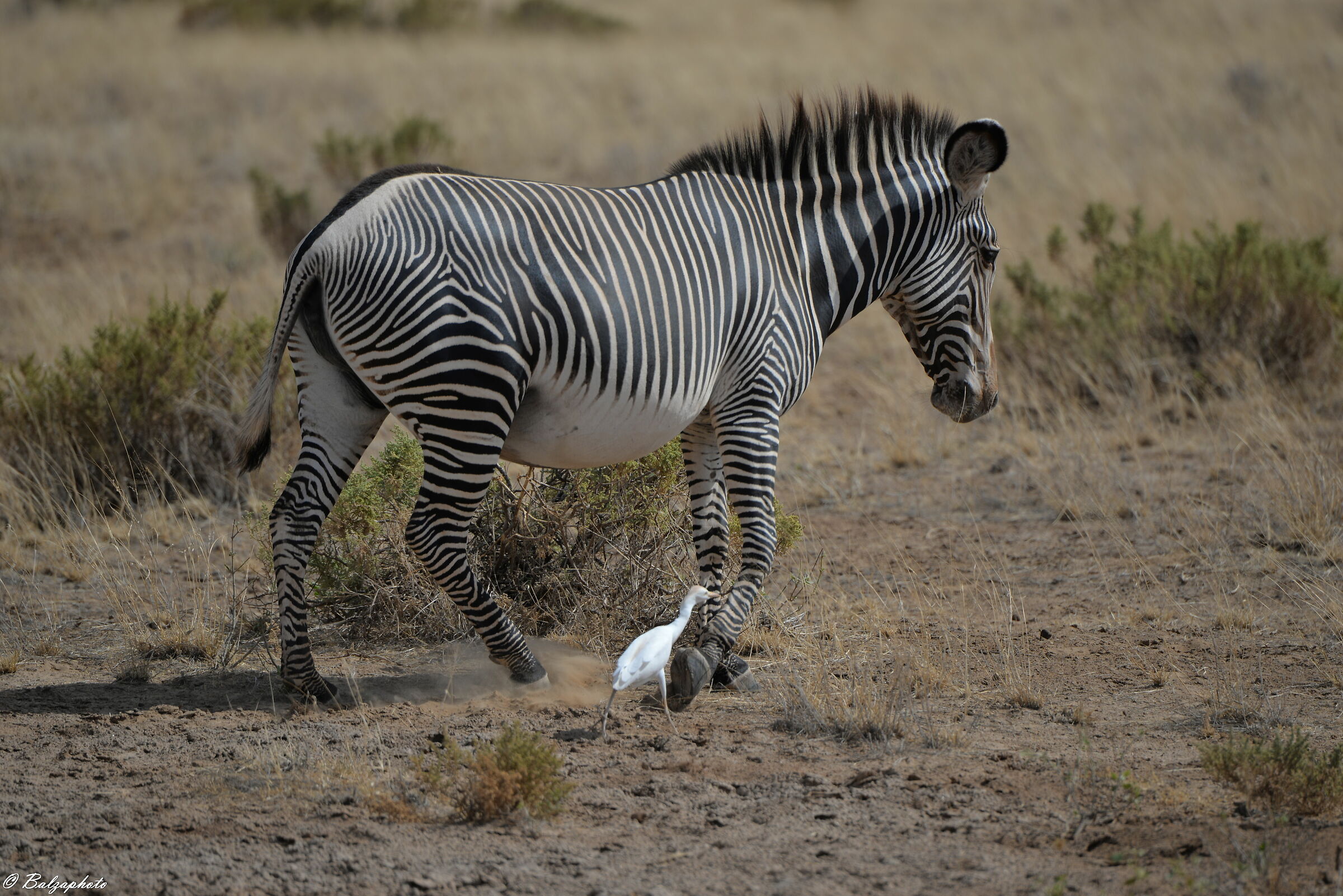 Zebra in Kenya Samburu National Park