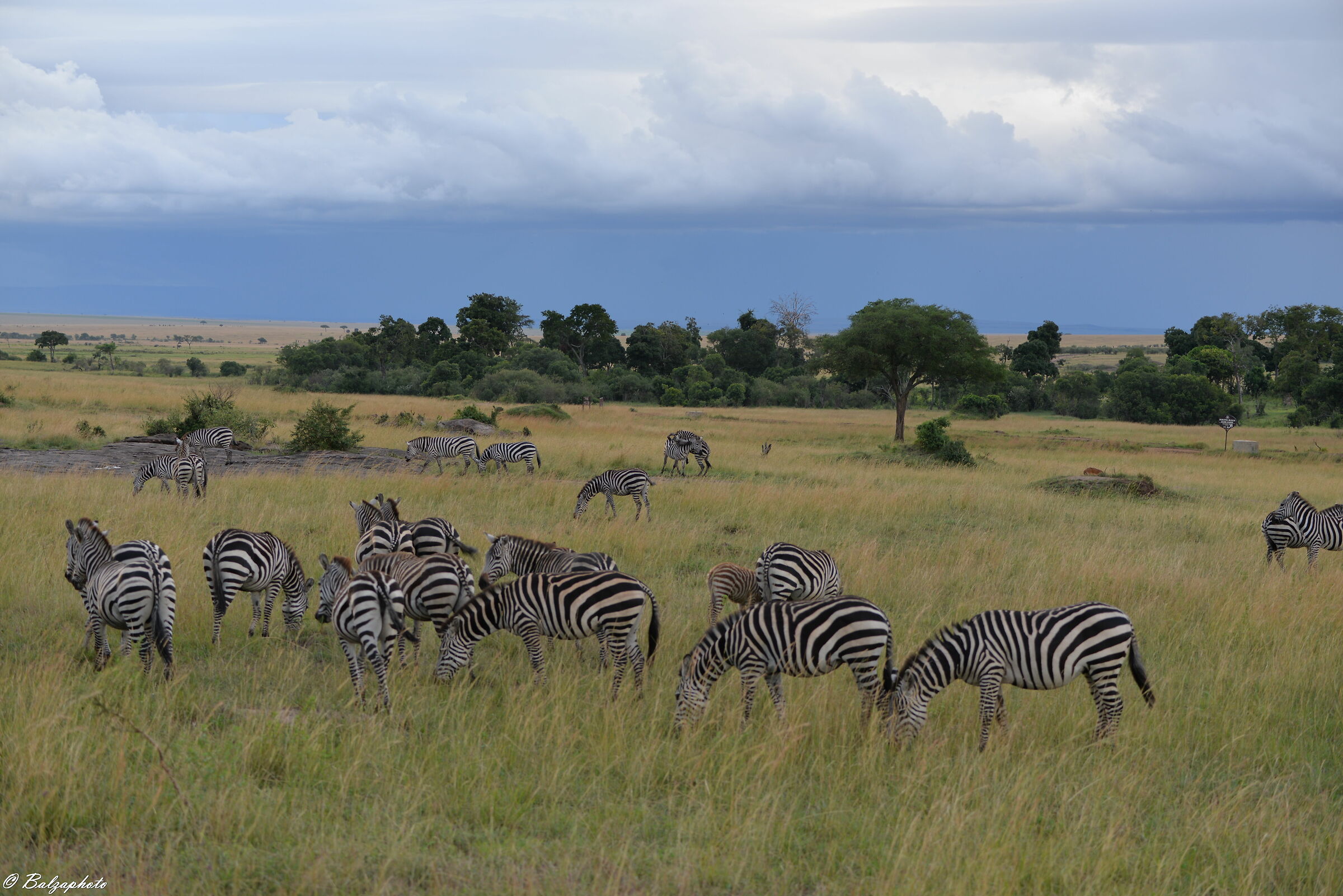 Zebras grazing Kenya - Masai Mara