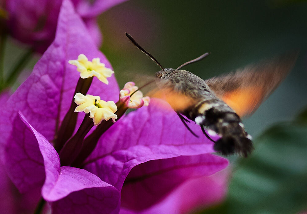 Insedtto colibrì su buganvillee