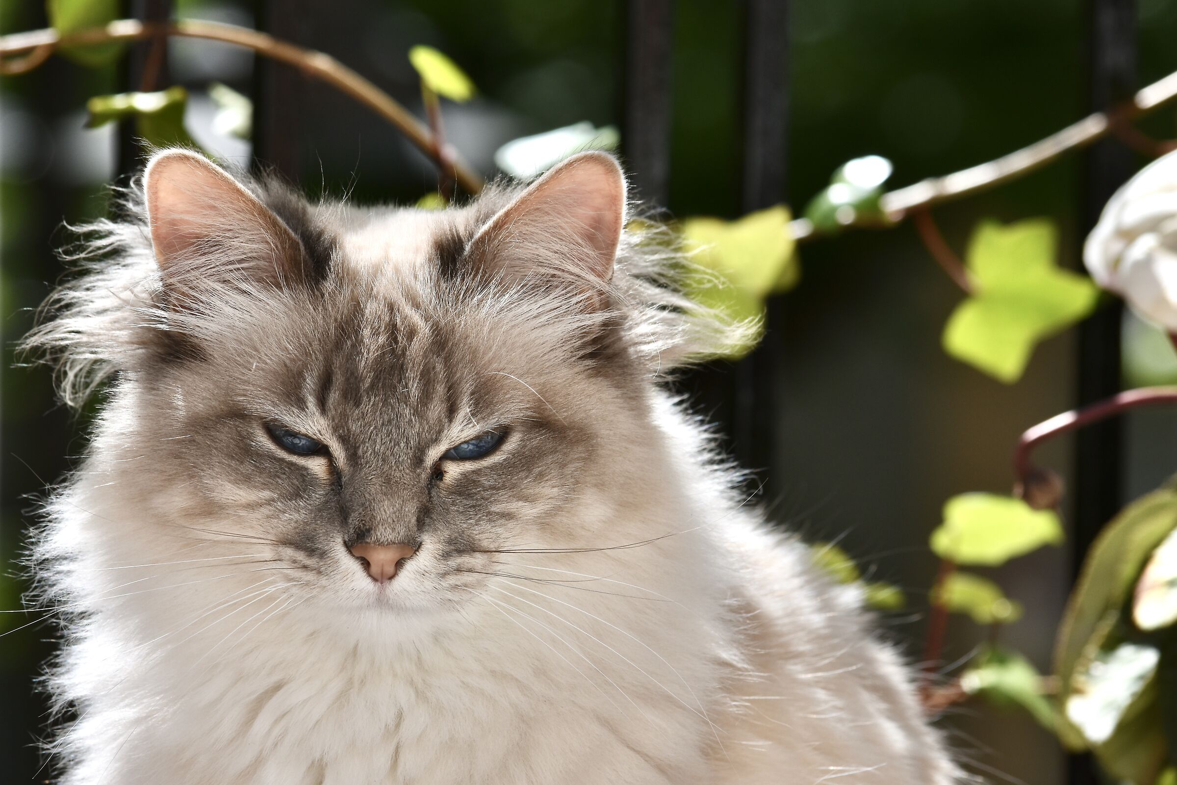 Carla